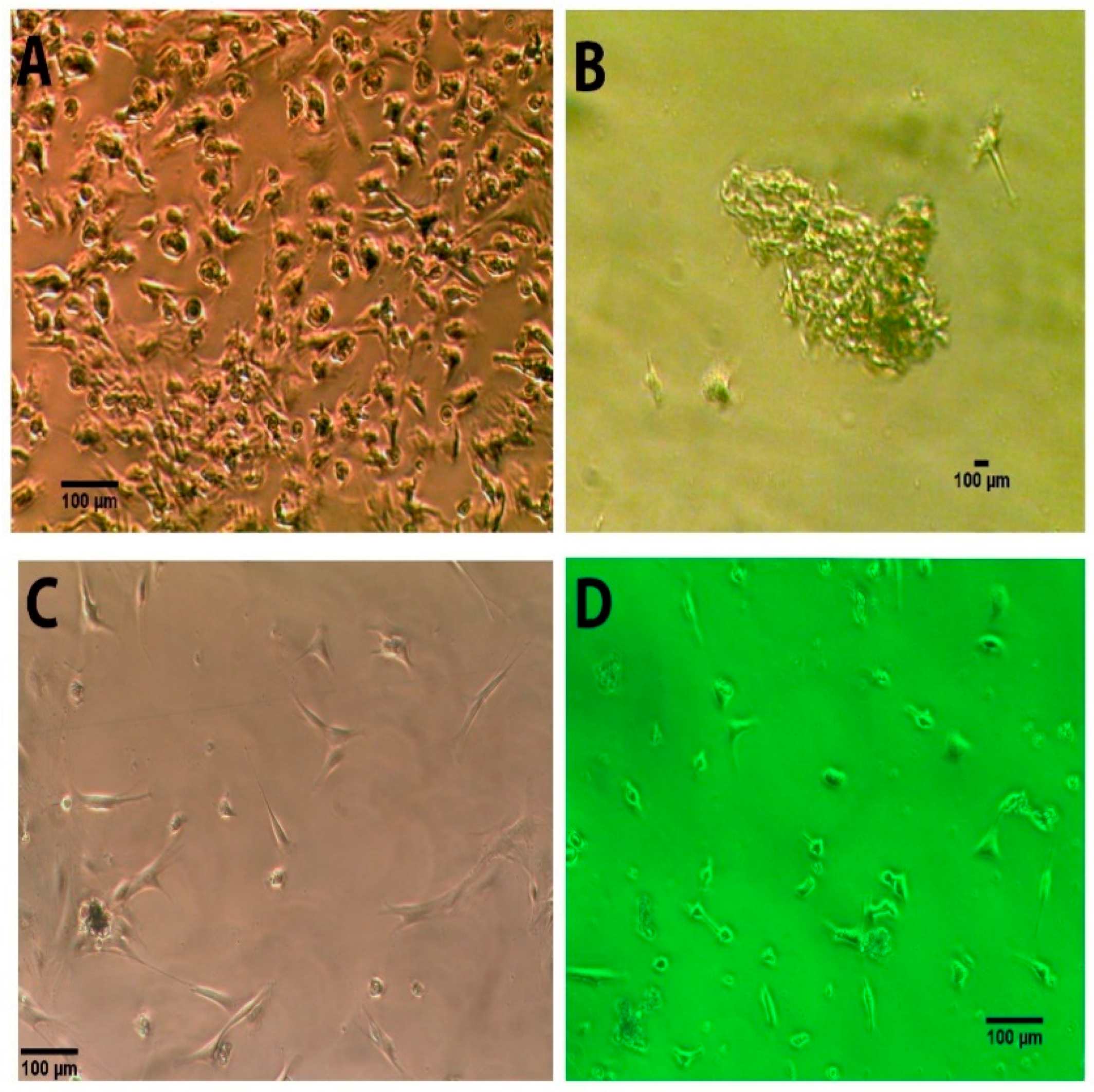 Bioengineering 08 00132 g001