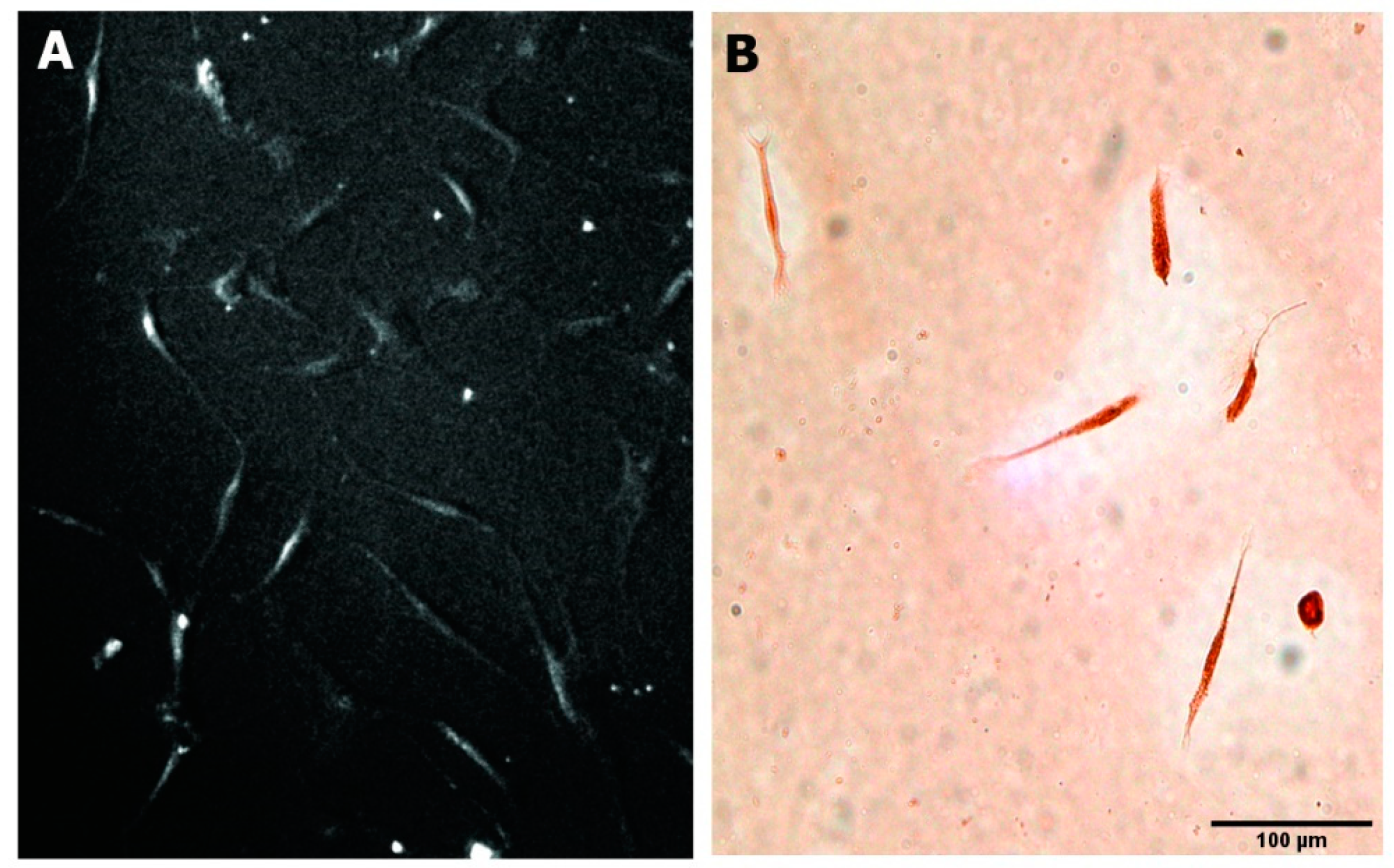 Bioengineering 08 00132 g005