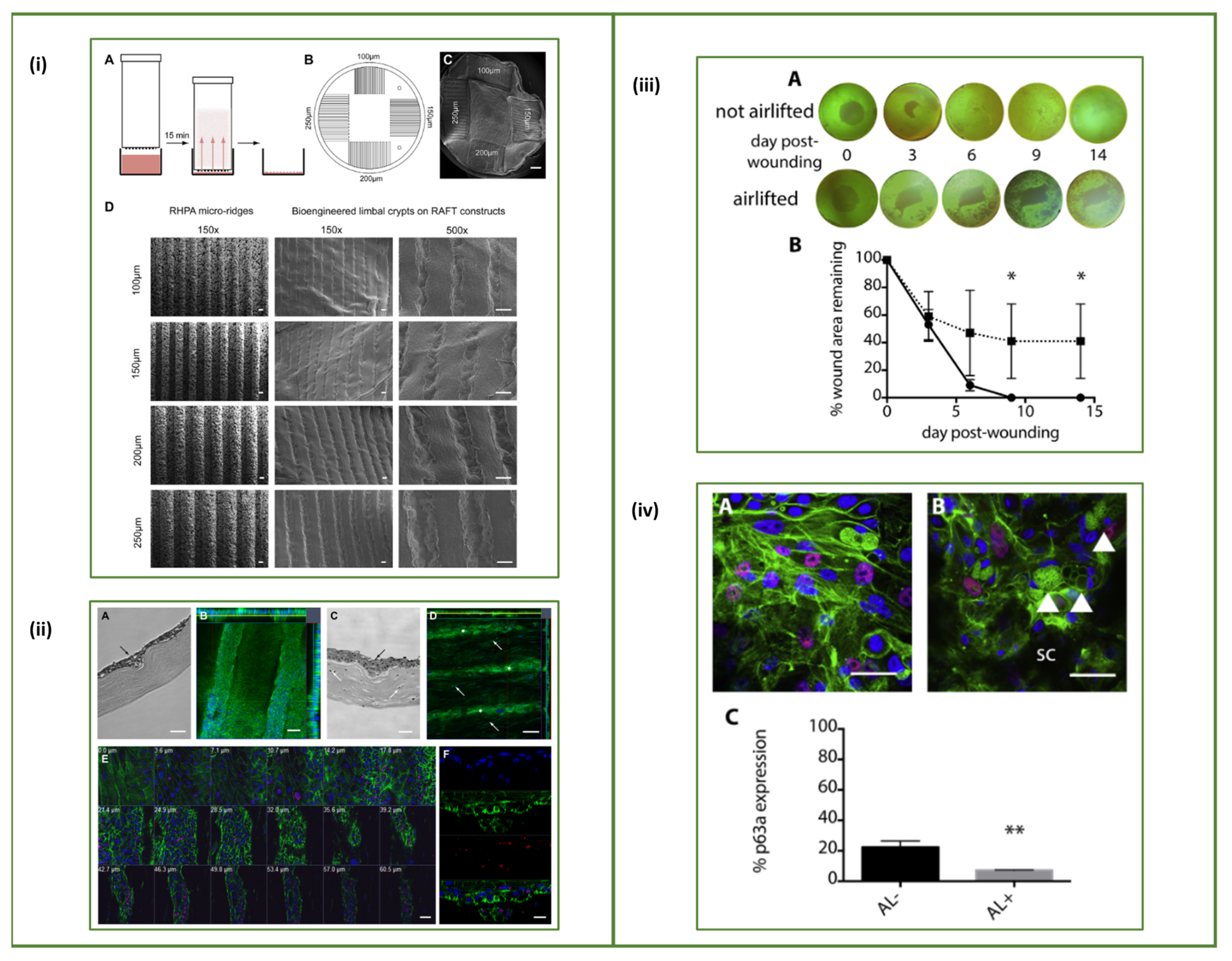 Bioengineering 08 00135 g005