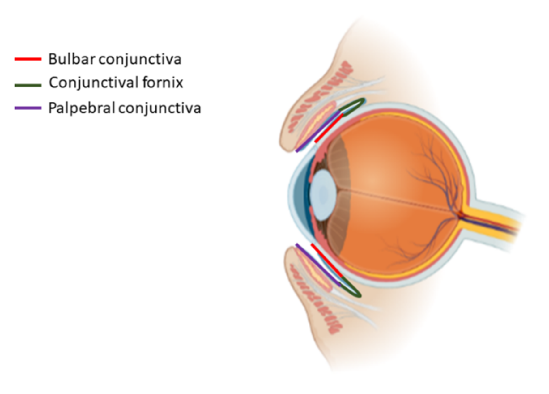 Bioengineering 08 00135 g006