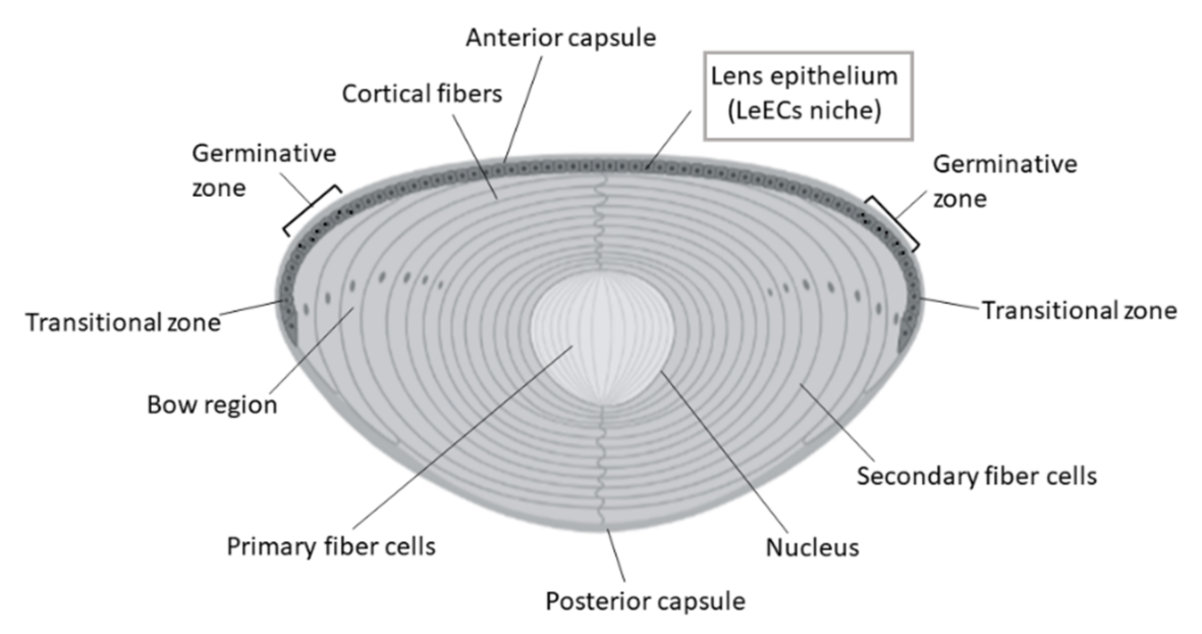 Bioengineering 08 00135 g008
