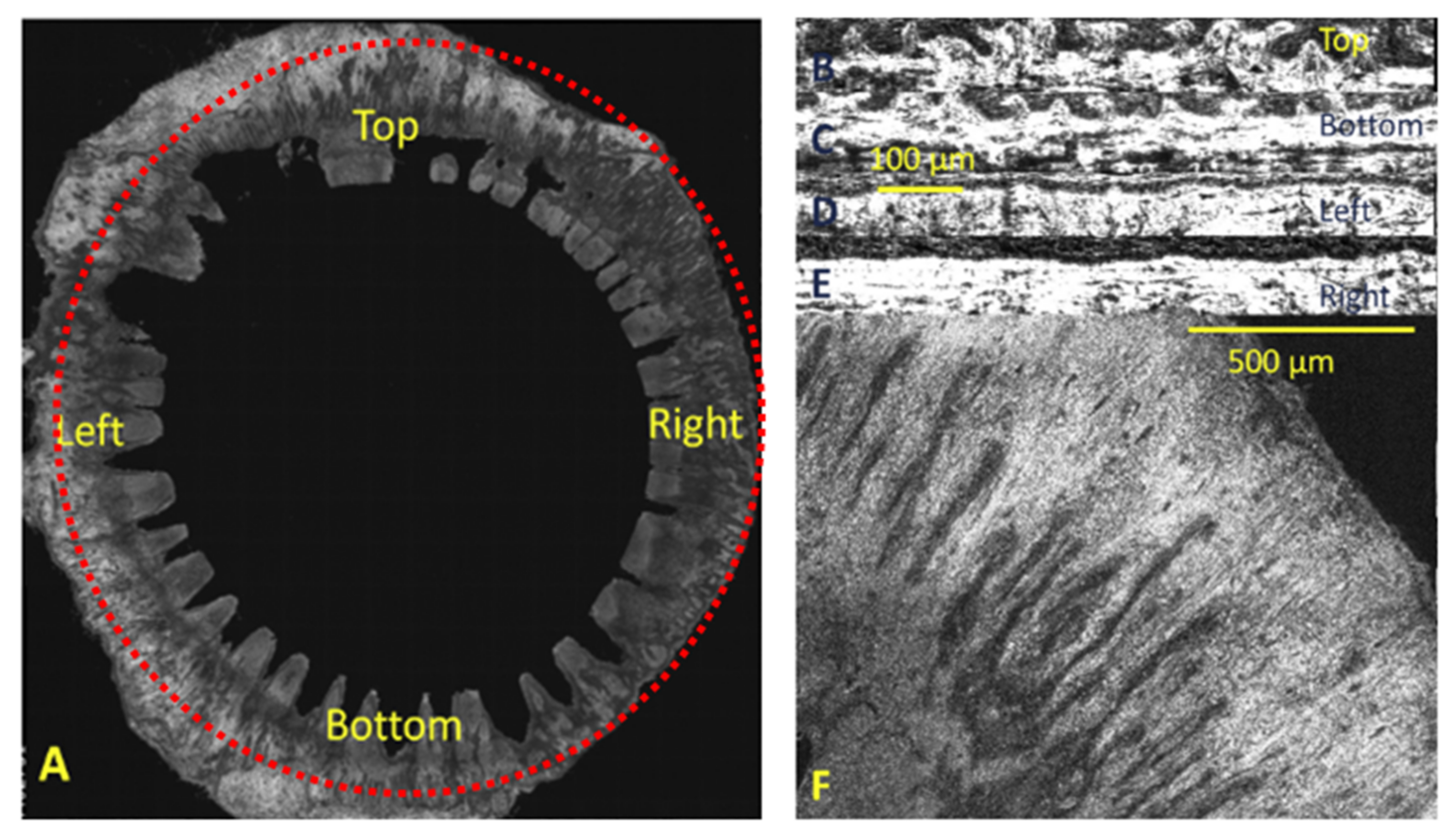 Bioengineering 08 00135 g011