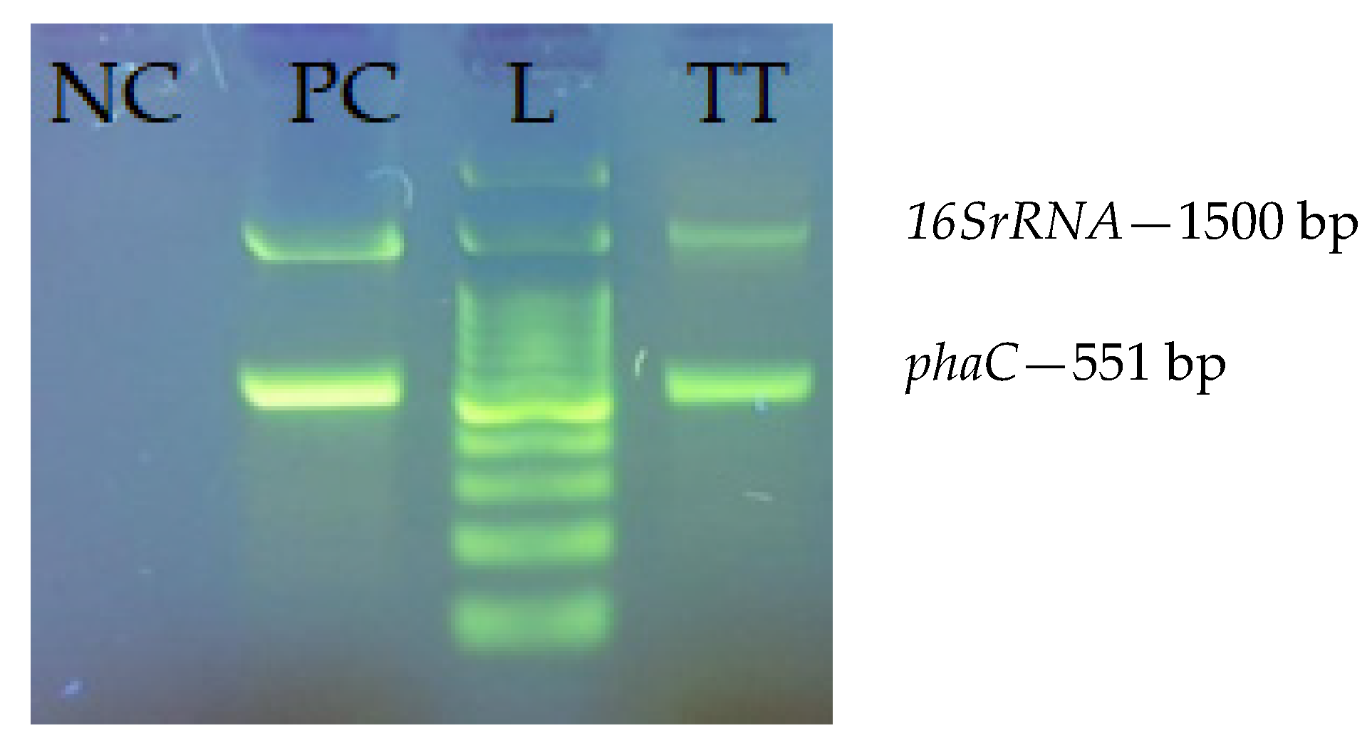Bioengineering 08 00141 g001
