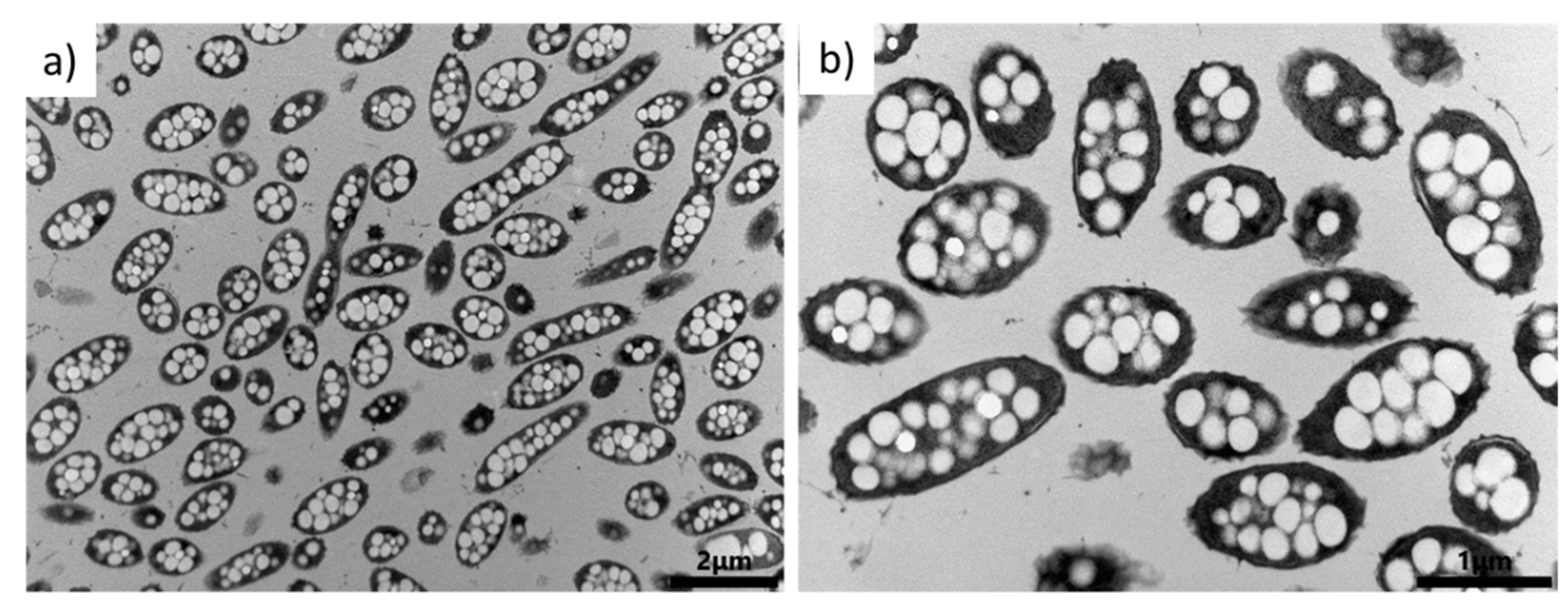 Bioengineering 08 00141 g003