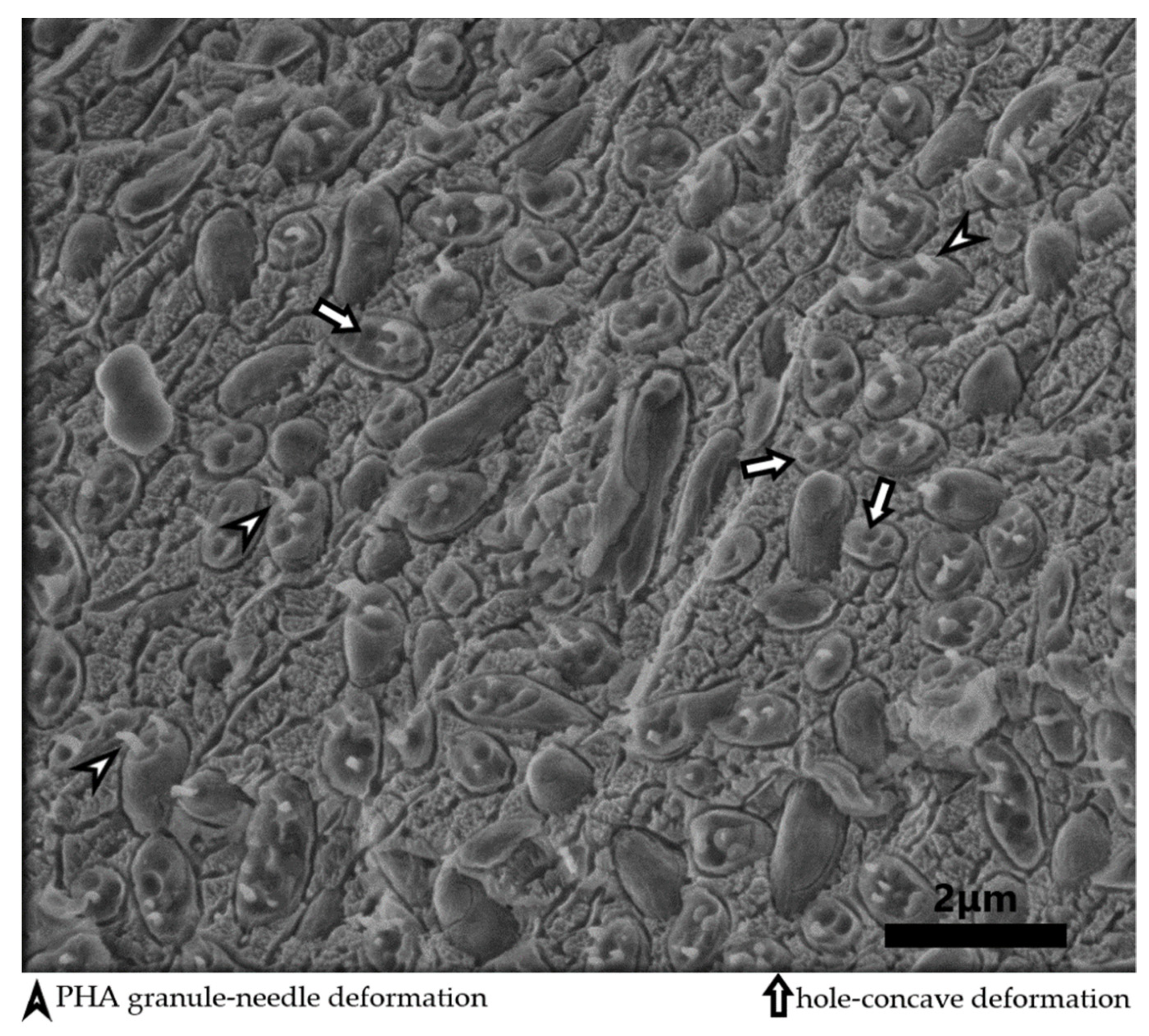 Bioengineering 08 00141 g004