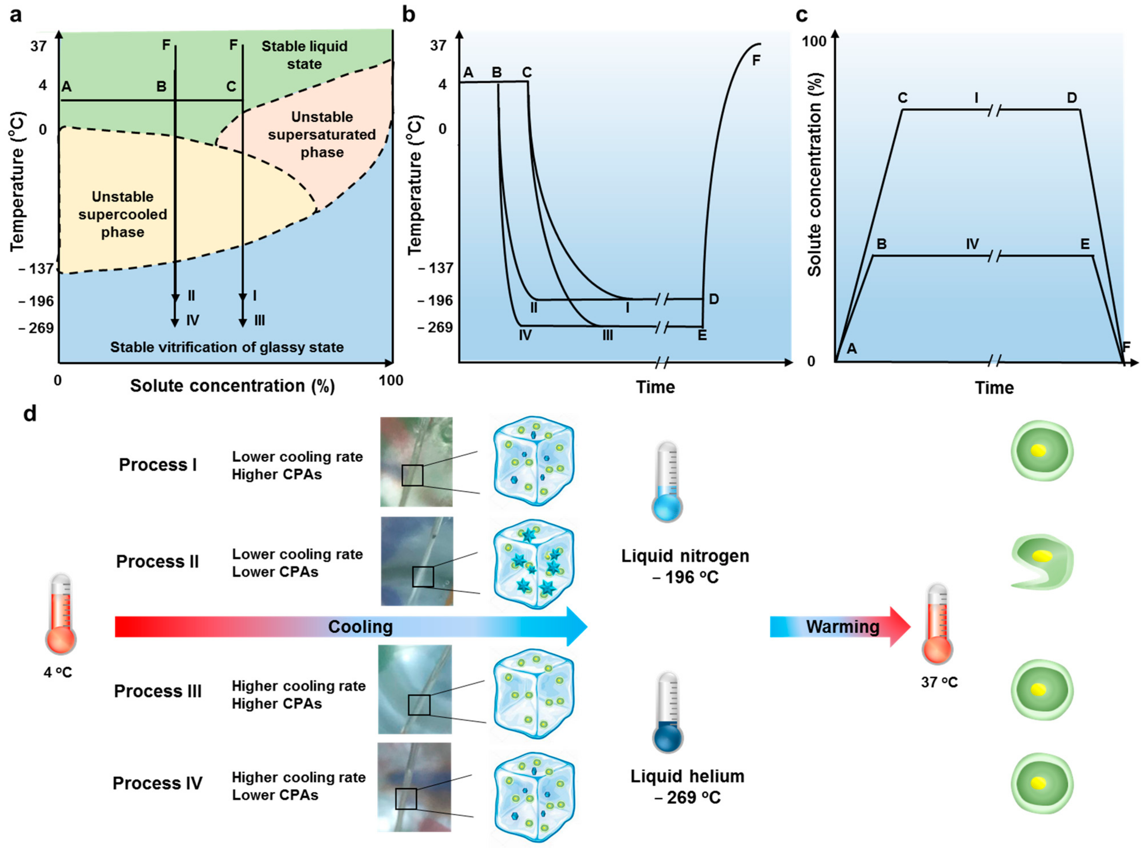 Bioengineering 08 00162 g004