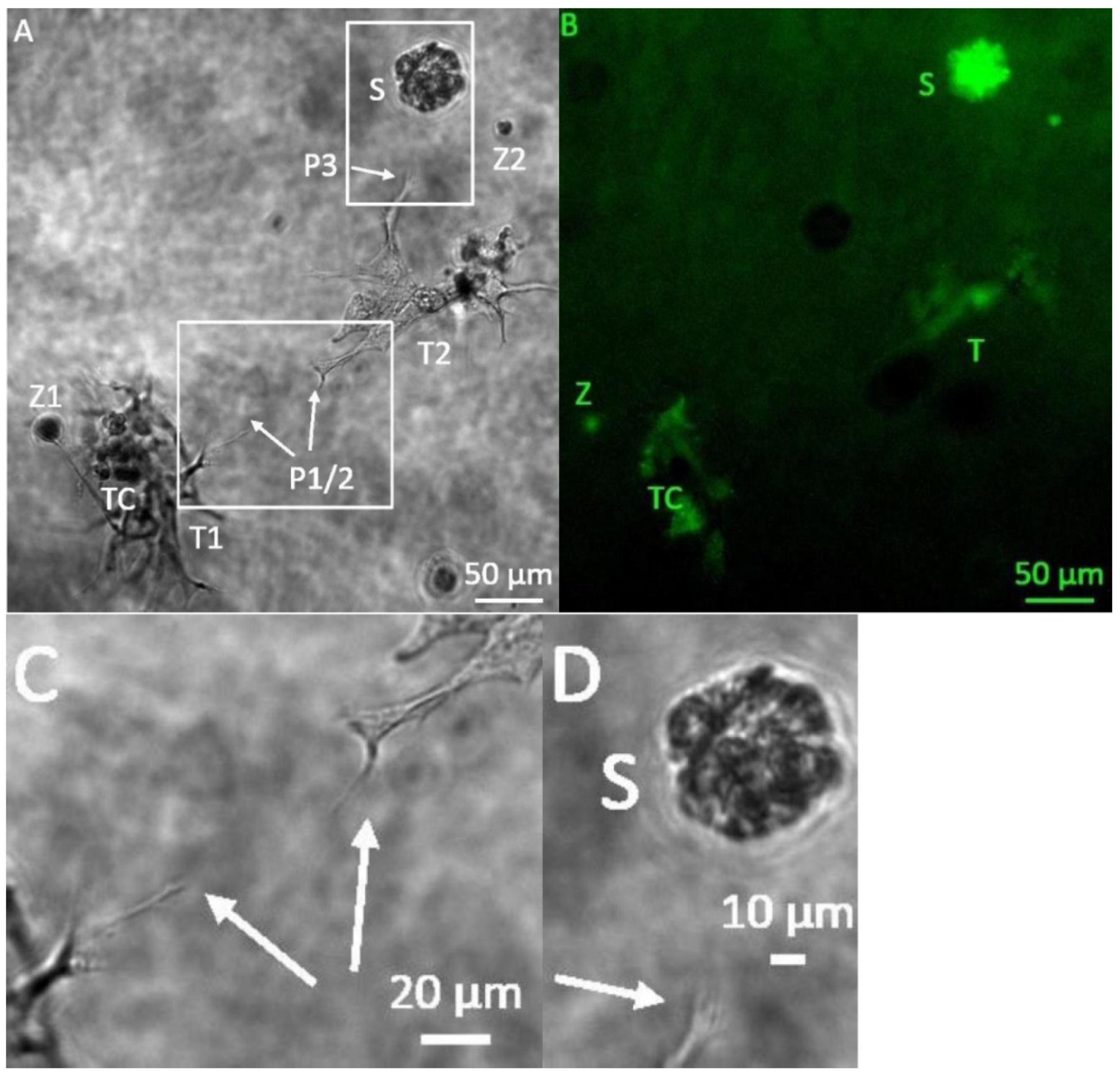 Bioengineering 08 00186 g001