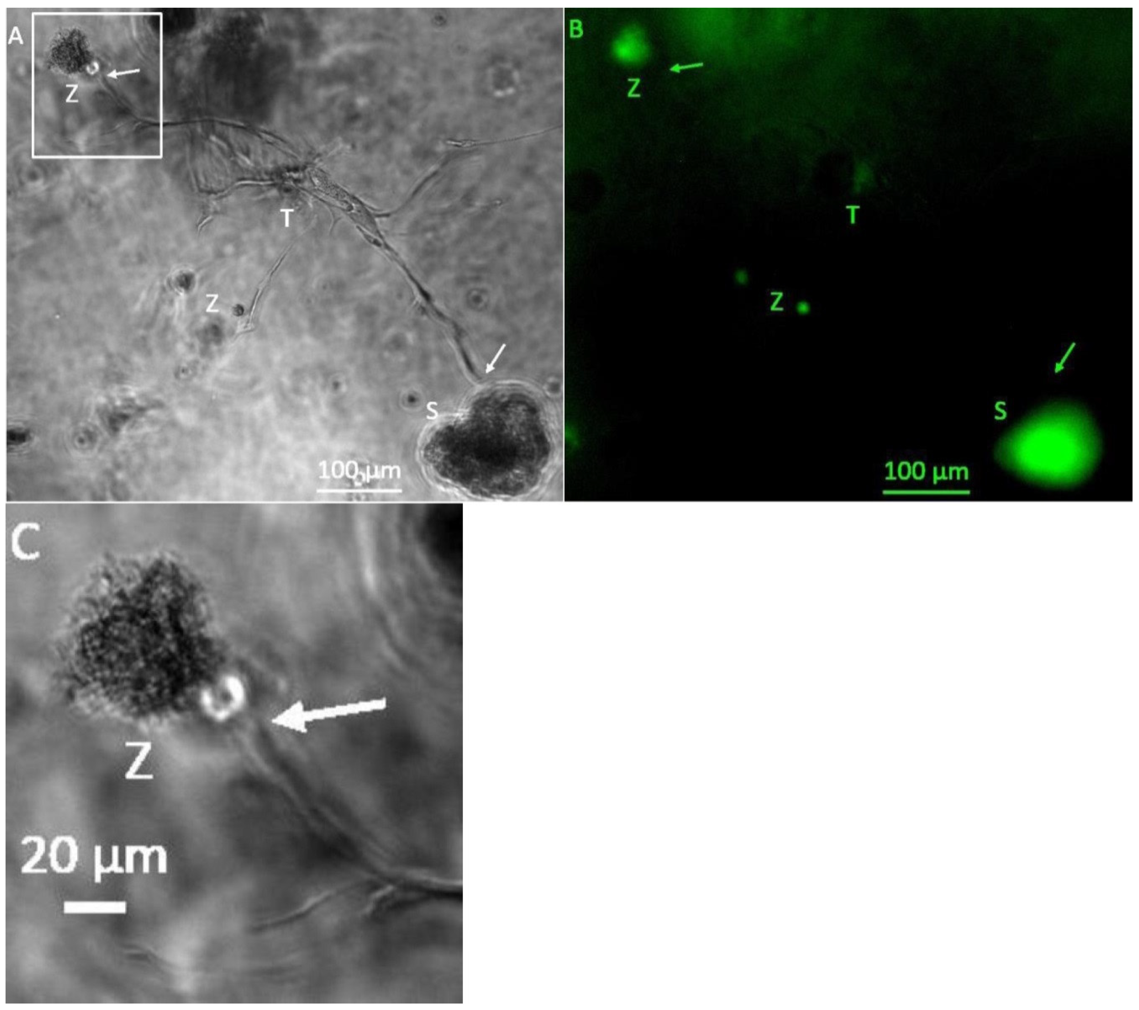 Bioengineering 08 00186 g002