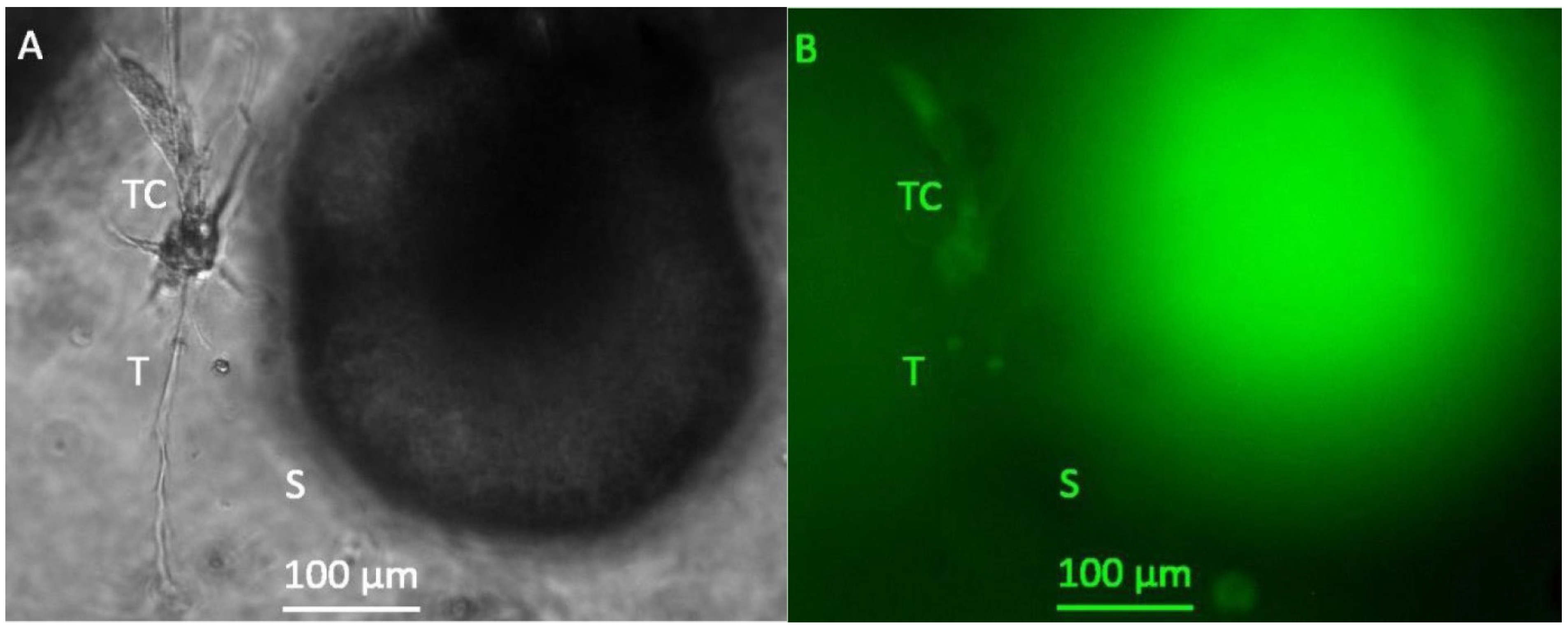 Bioengineering 08 00186 g003