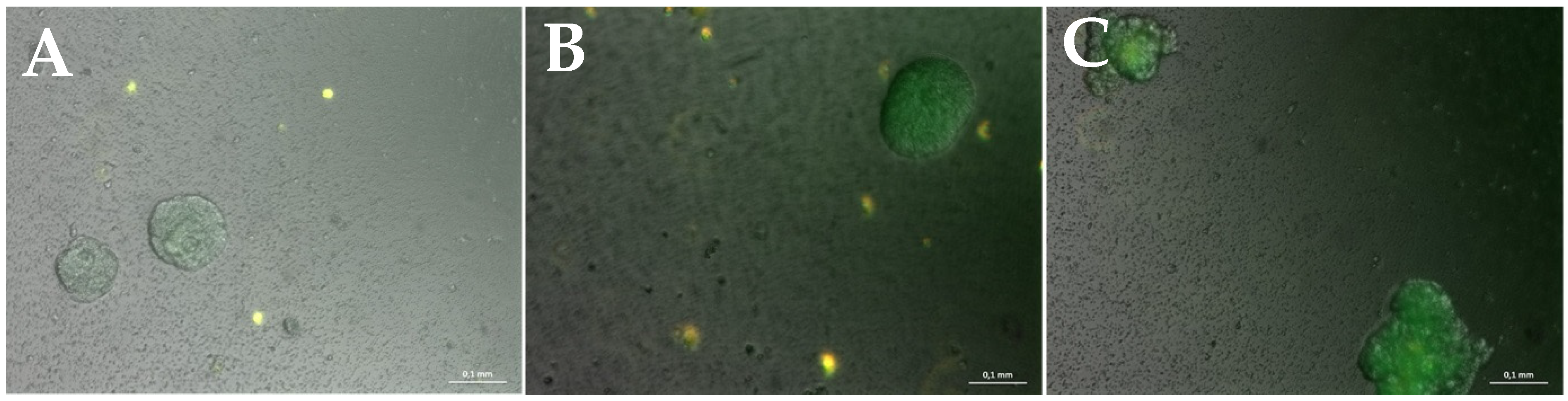 Bioengineering 08 00186 g004