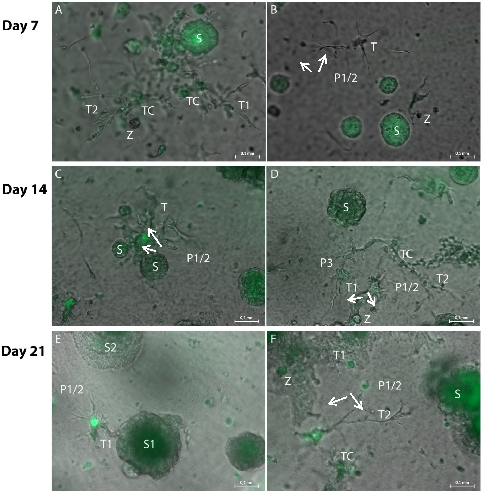 Bioengineering 08 00186 g005