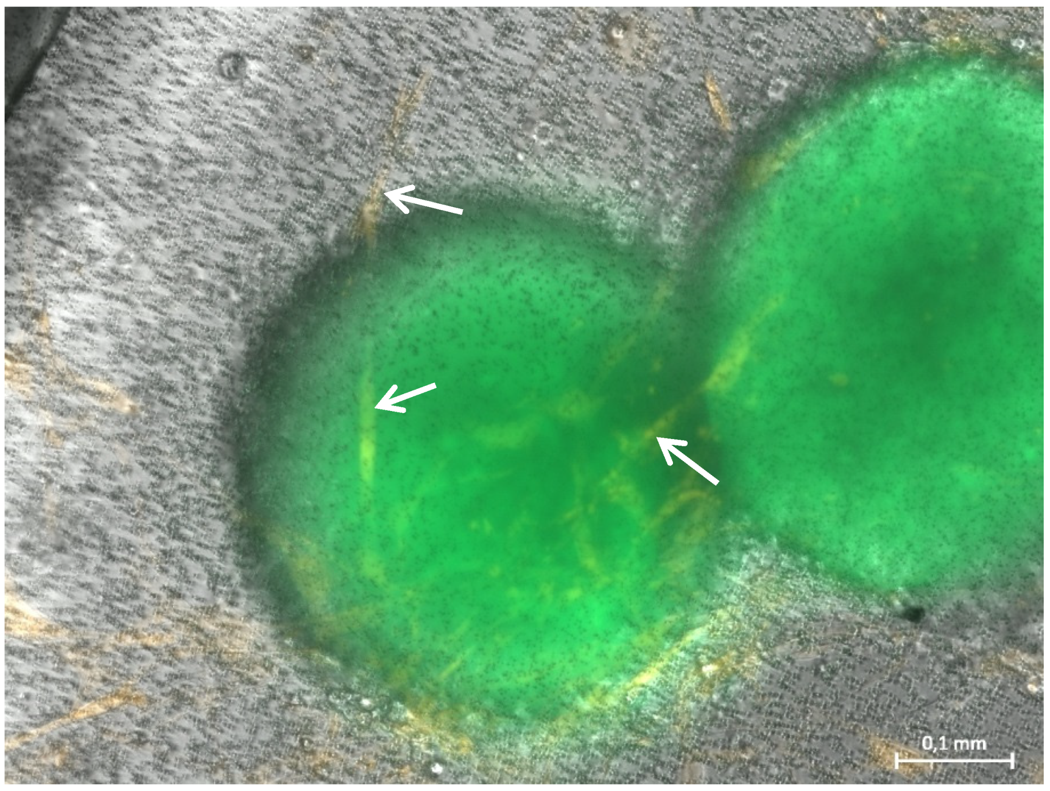 Bioengineering 08 00186 g006