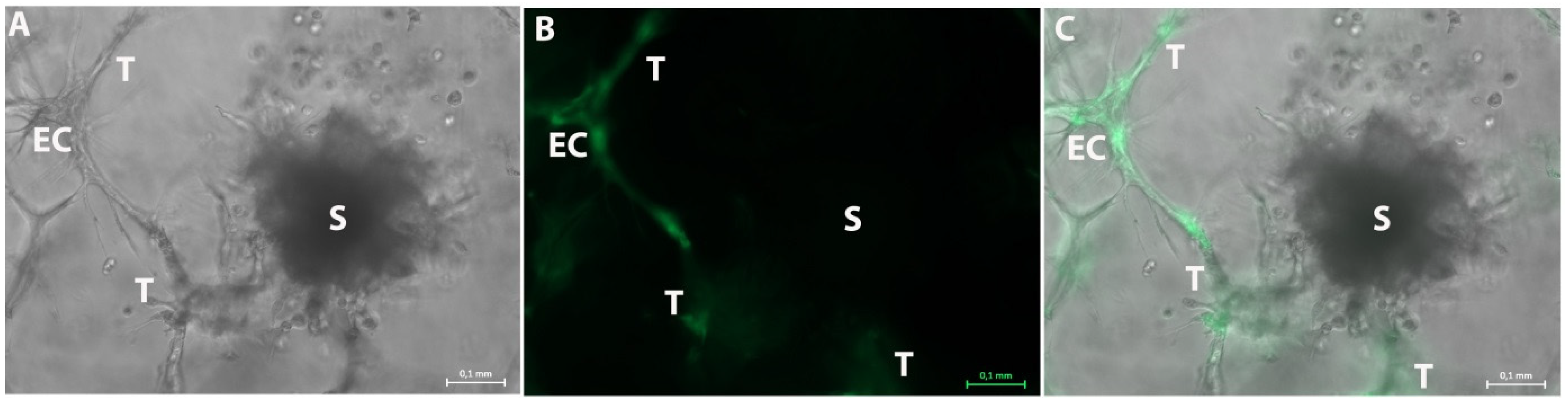 Bioengineering 08 00186 g007