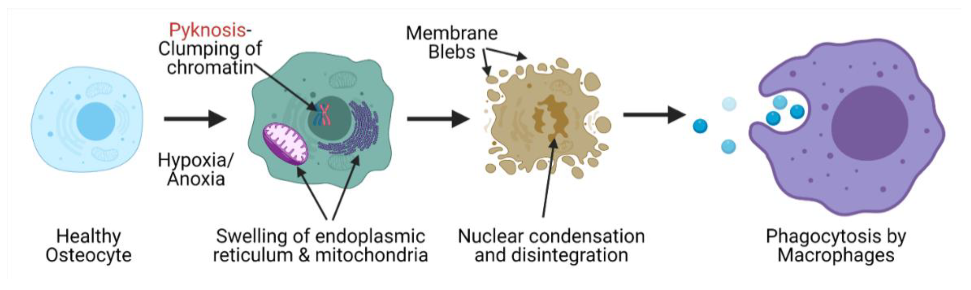 Bioengineering 08 00200 g002