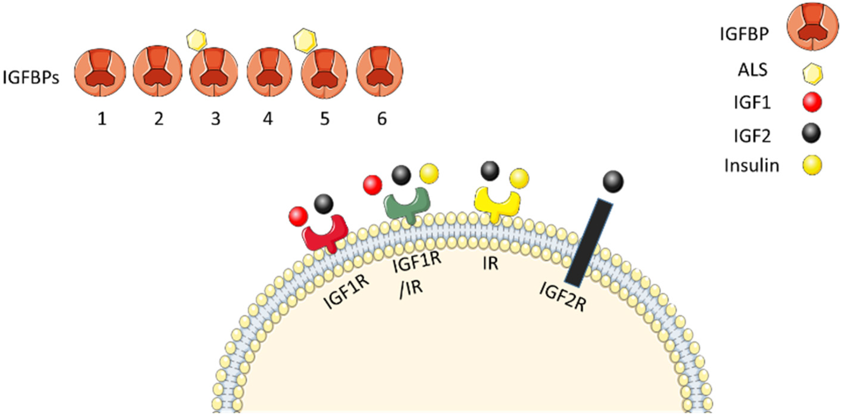 Bioengineering 08 00202 g001