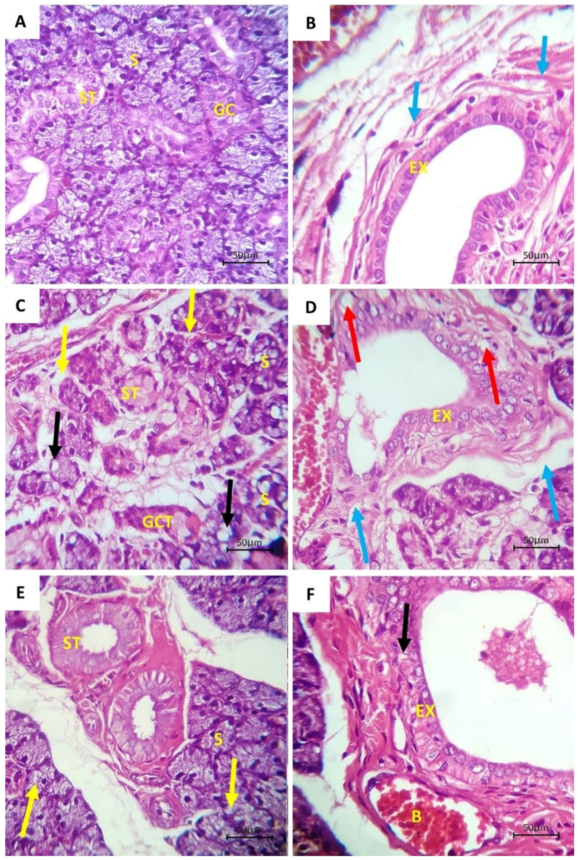 Bioengineering 08 00219 g001
