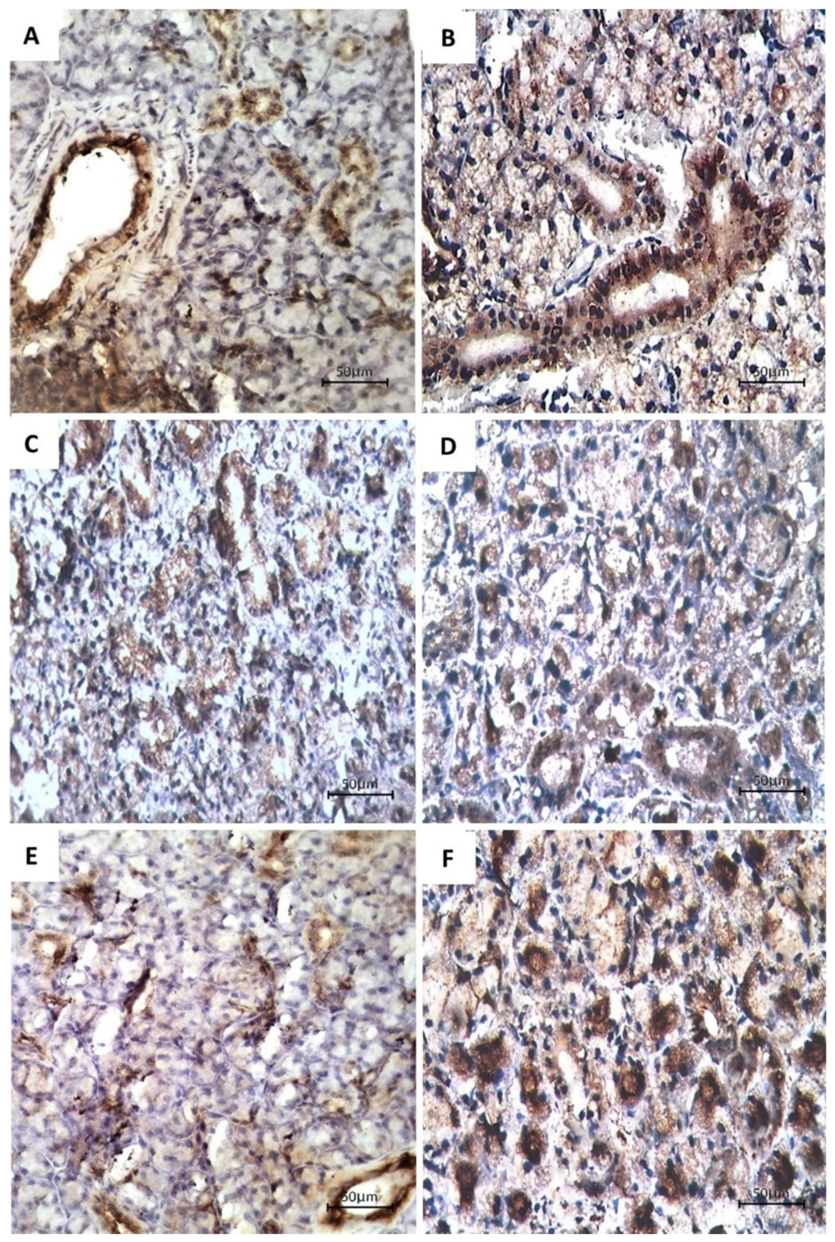 Bioengineering 08 00219 g002