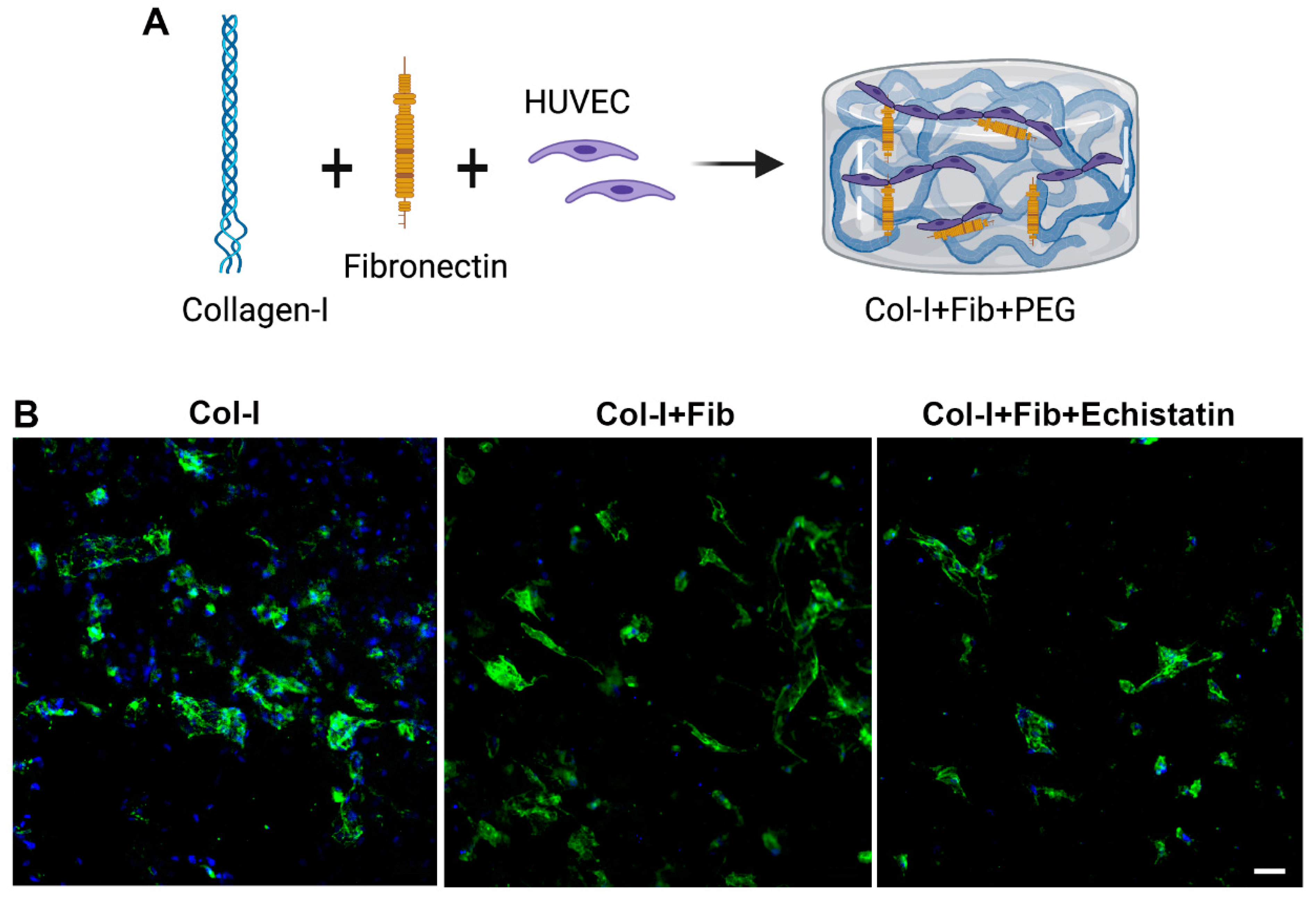 Bioengineering 08 00223 g001