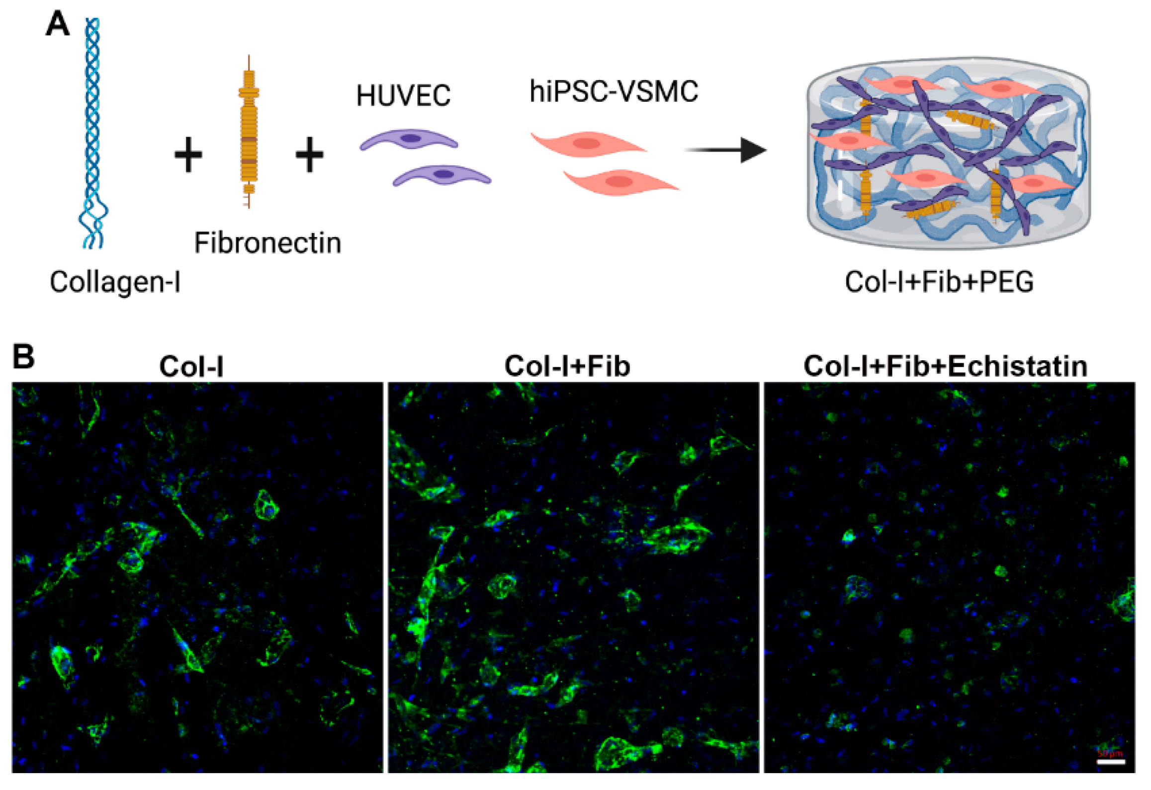 Bioengineering 08 00223 g003