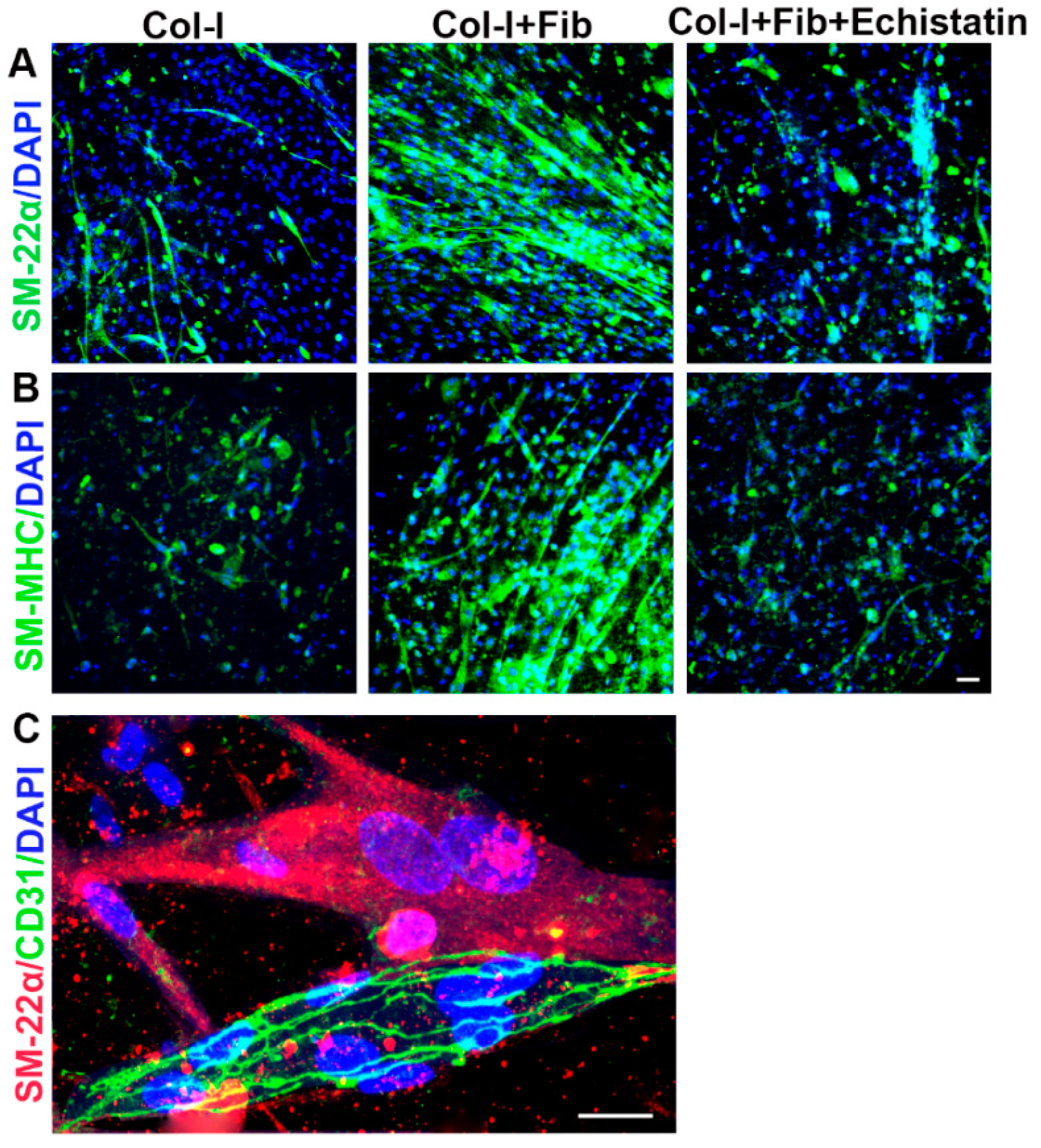 Bioengineering 08 00223 g005