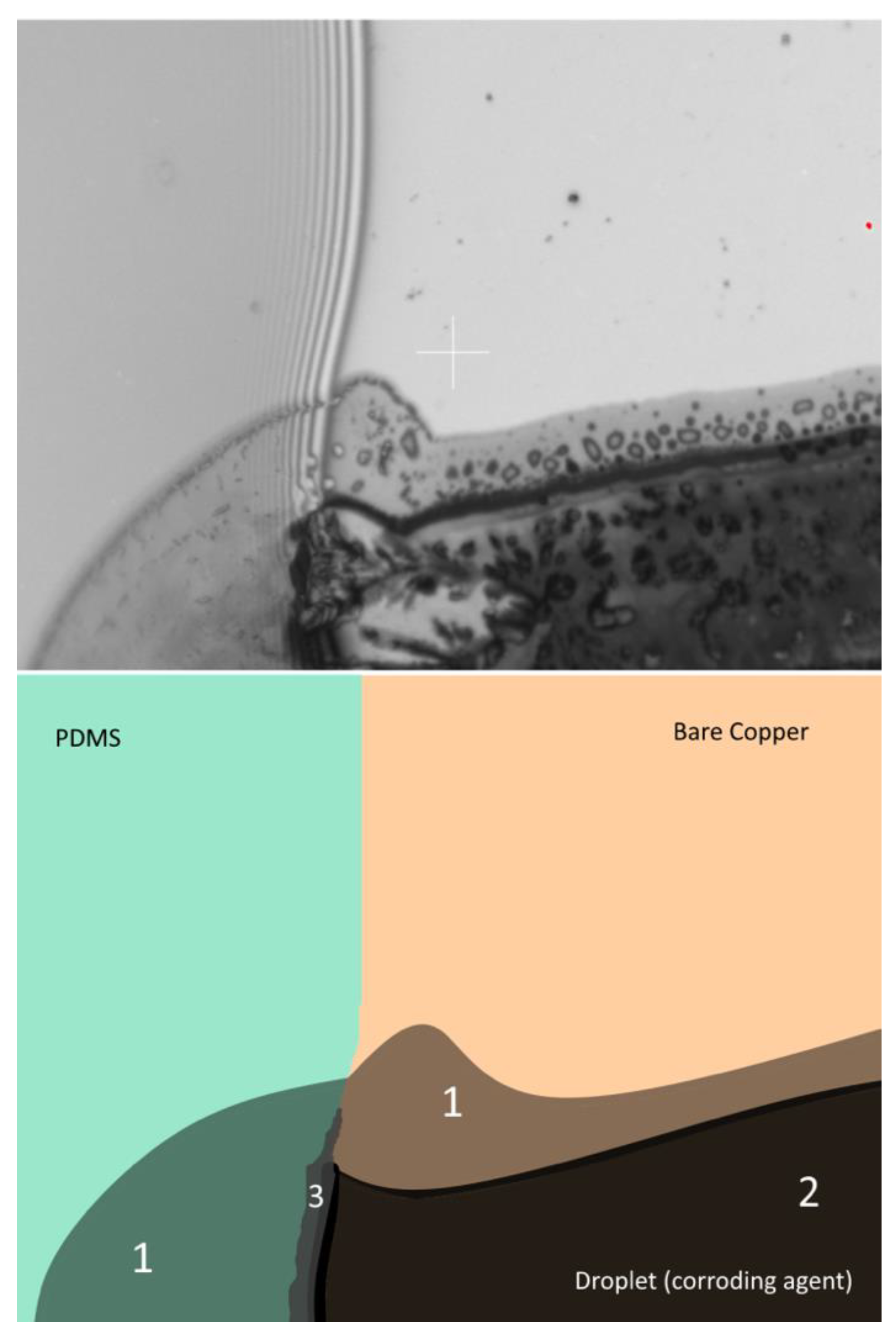 Bioengineering 09 00010 g006