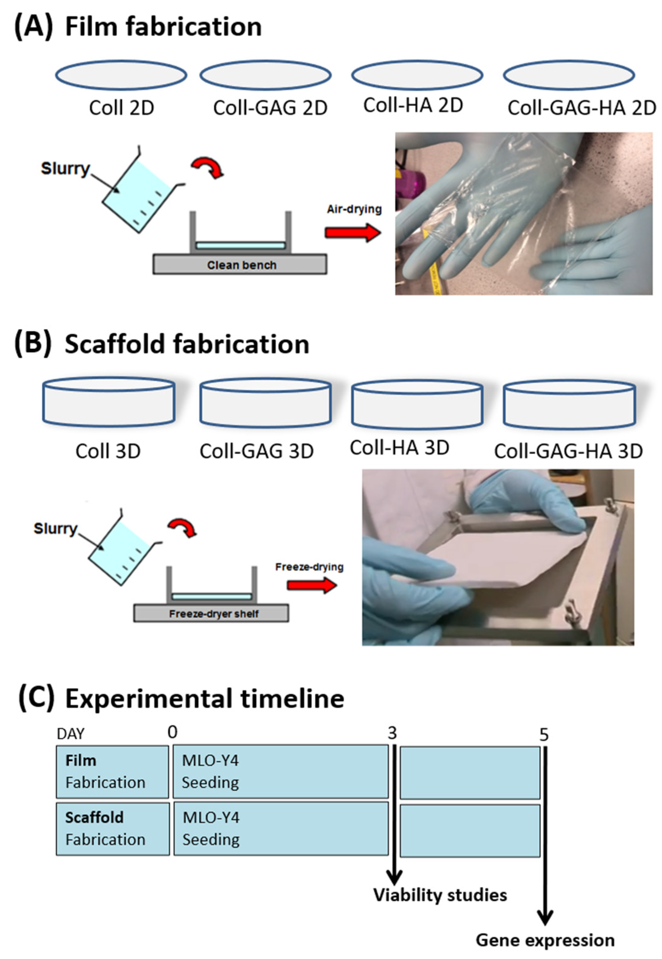 Bioengineering 09 00035 g001
