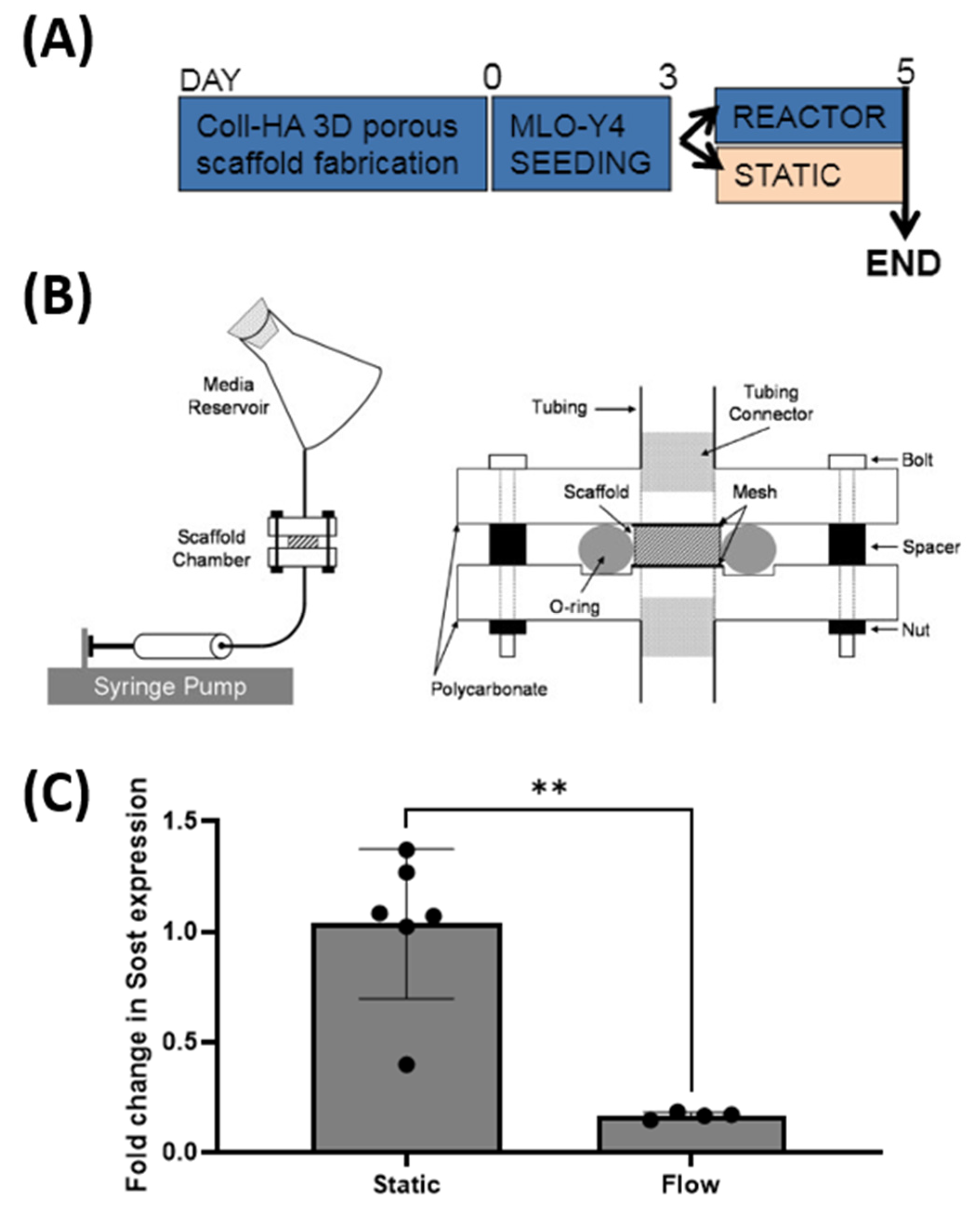 Bioengineering 09 00035 g006