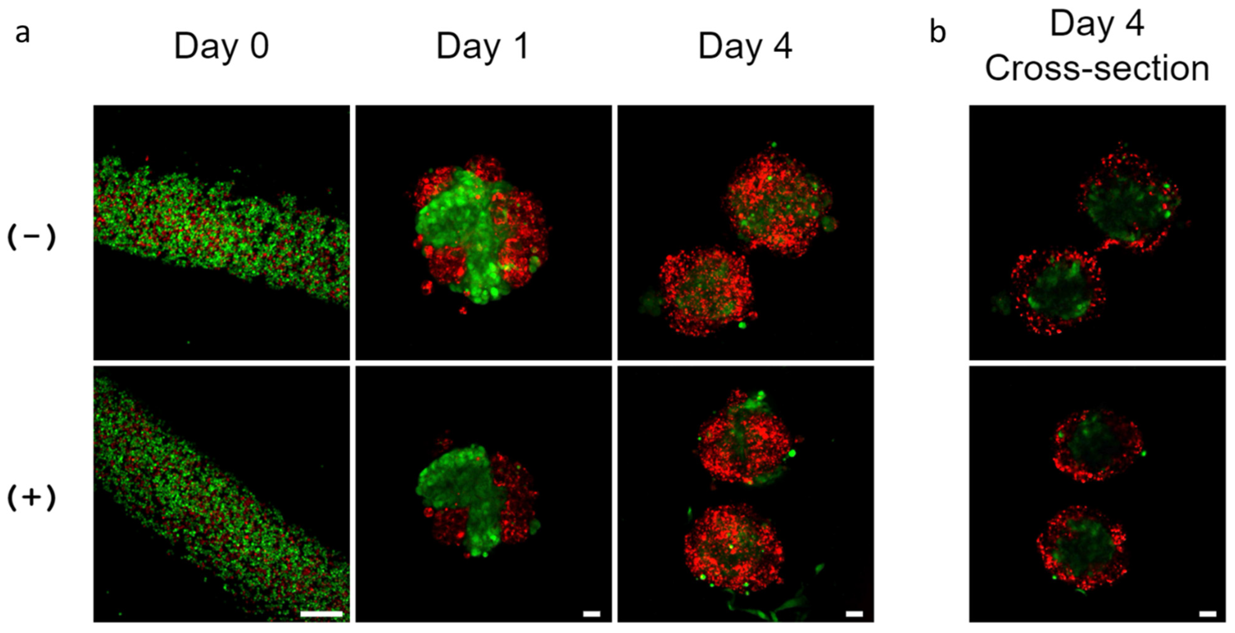 Bioengineering 09 00038 g006