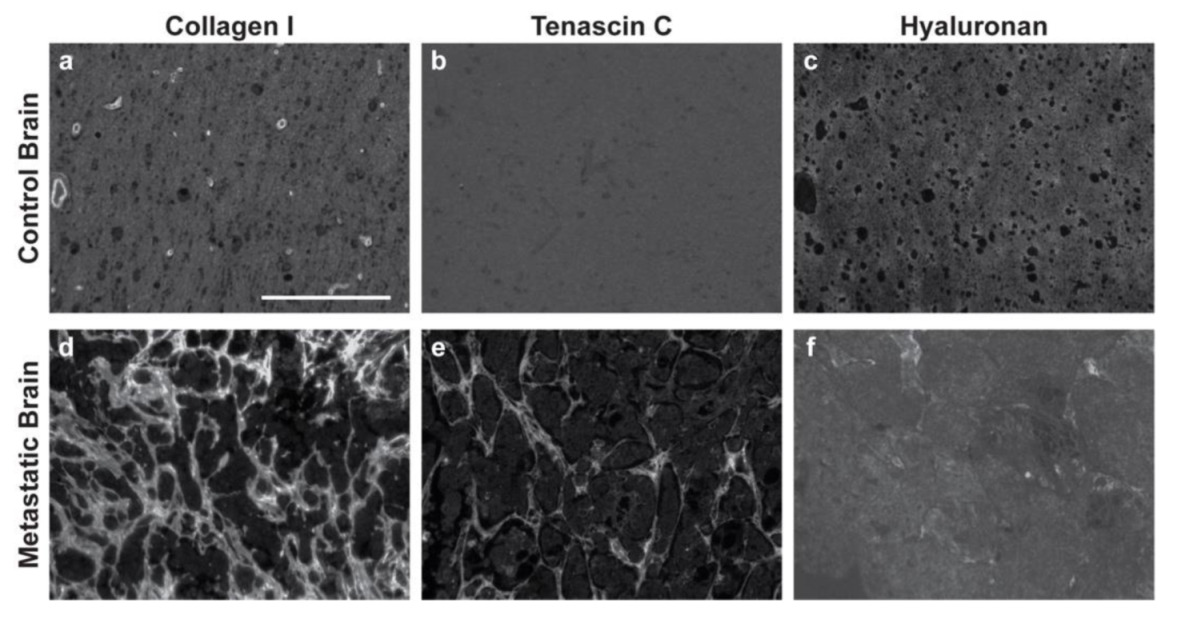Bioengineering 09 00044 g003
