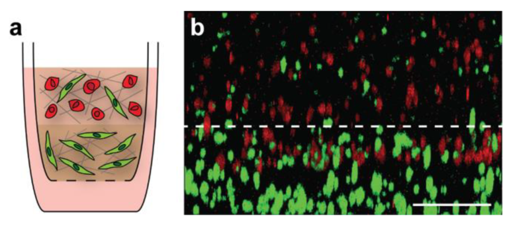 Bioengineering 09 00044 g006