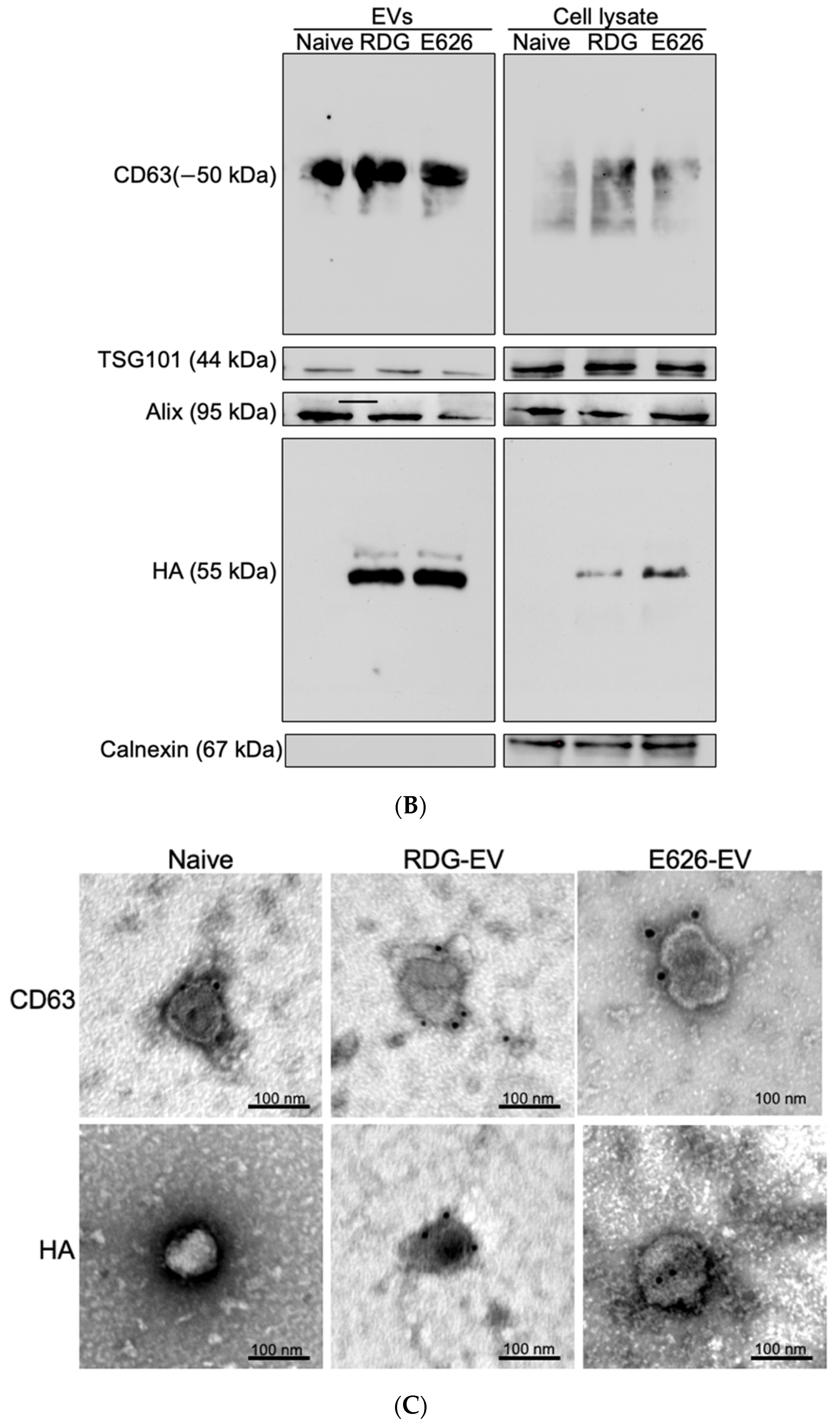 Bioengineering 09 00056 g002b Bioengineering 09 00056 g002b