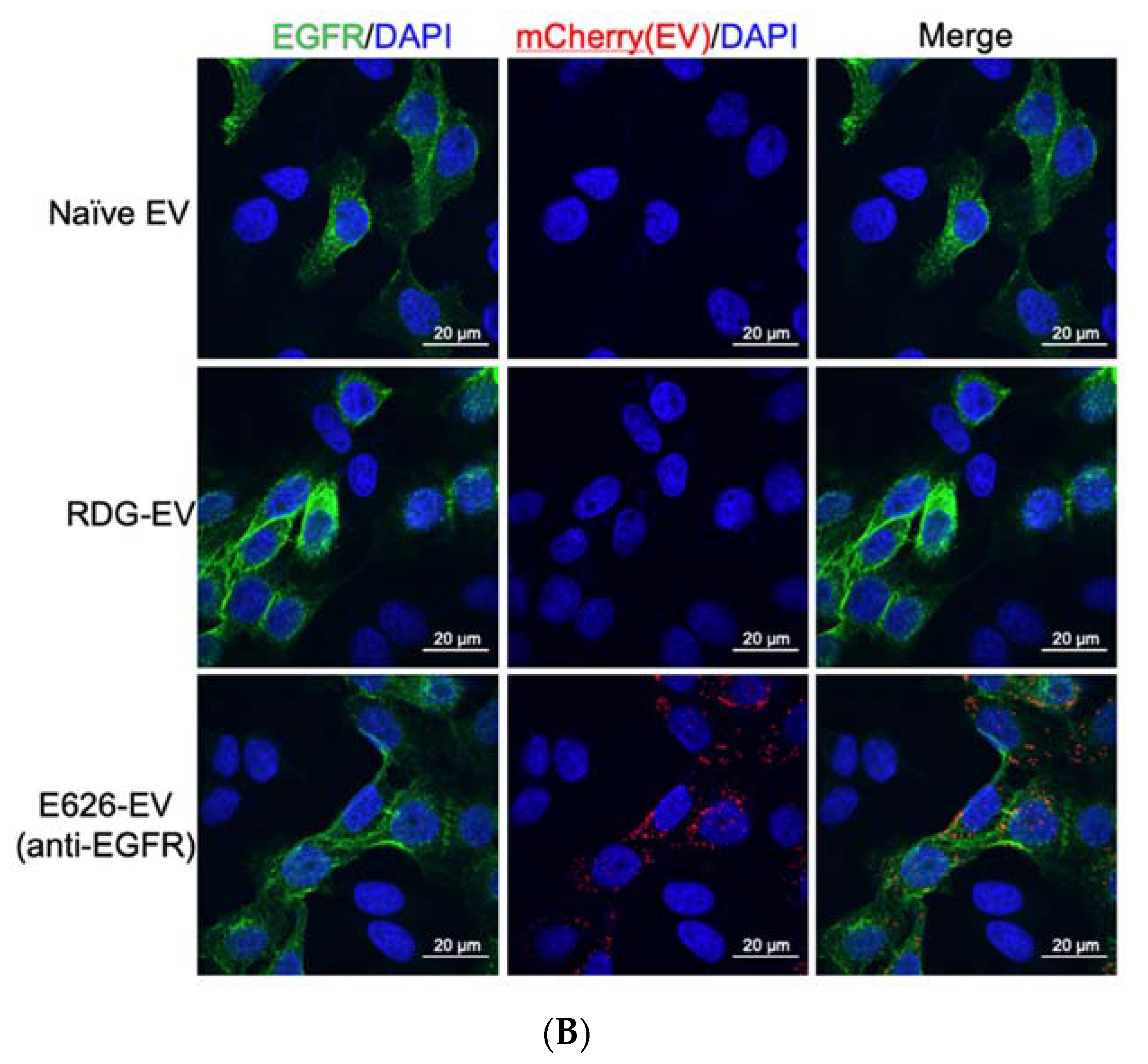 Bioengineering 09 00056 g003b Bioengineering 09 00056 g003b