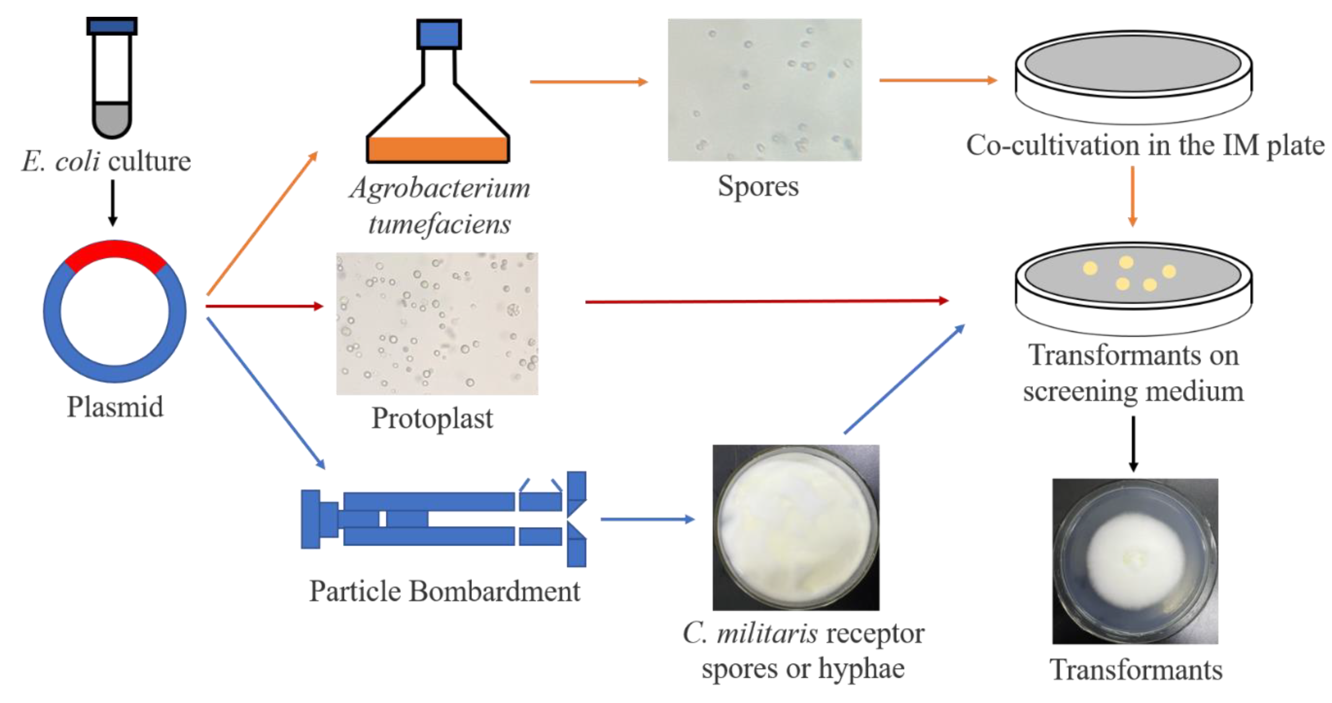 Bioengineering 09 00069 g003