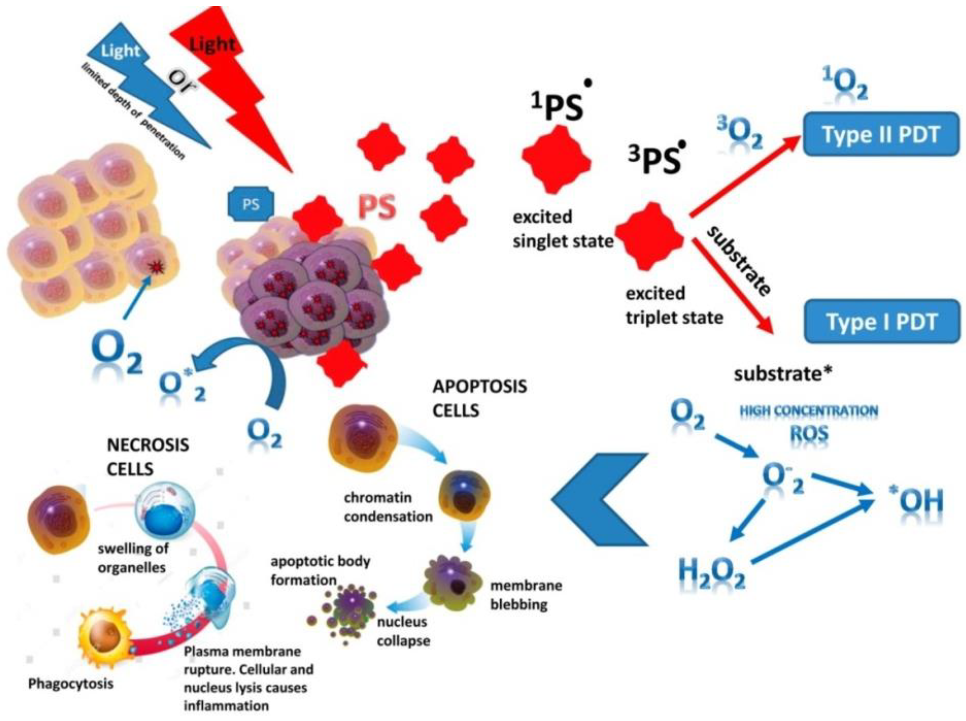 Bioengineering 09 00082 g001
