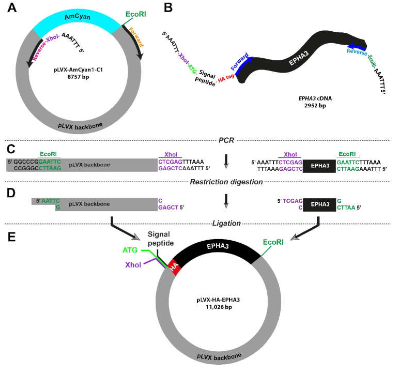 Bioengineering 09 00091 g003
