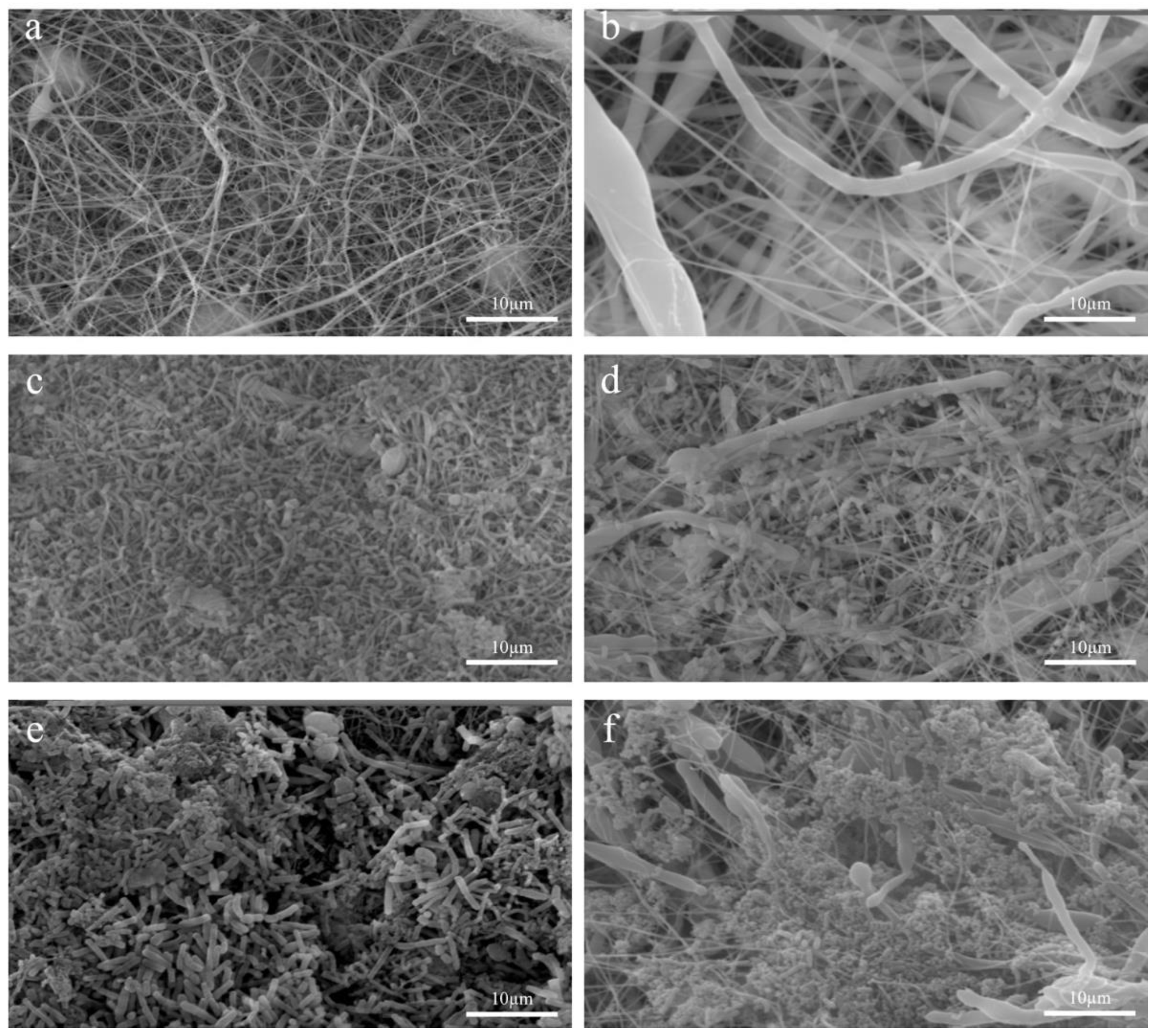 Bioengineering 09 00096 g003