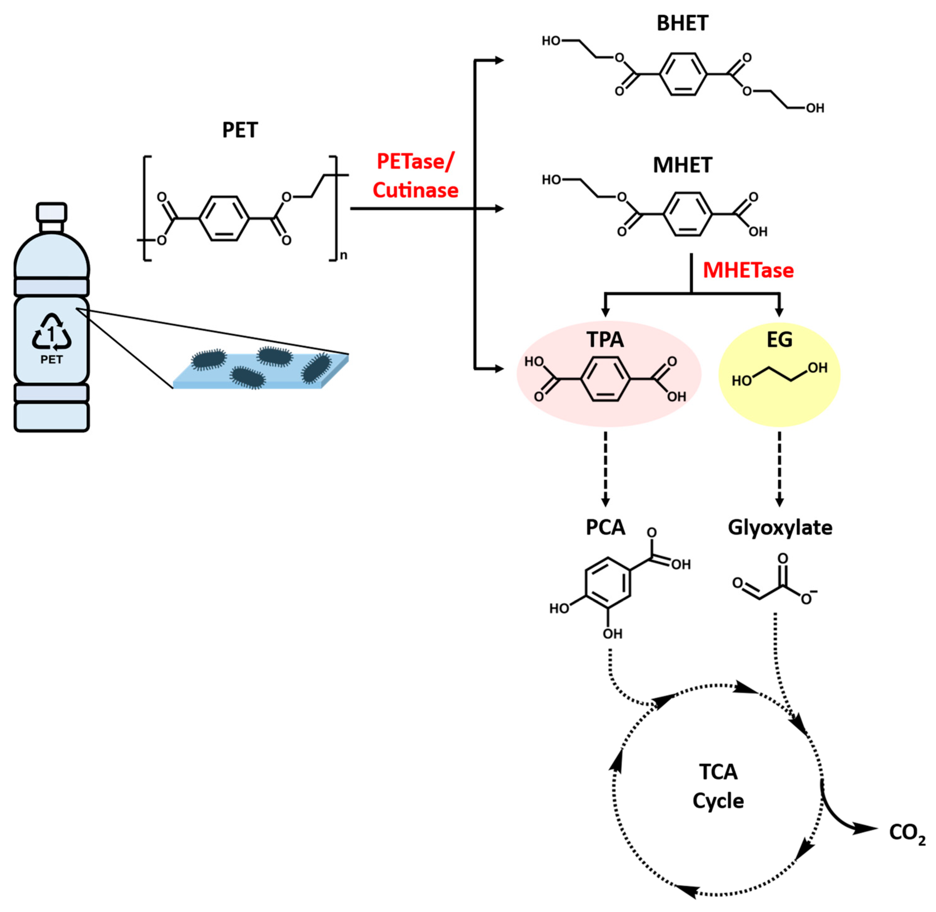 Bioengineering 09 00098 g005