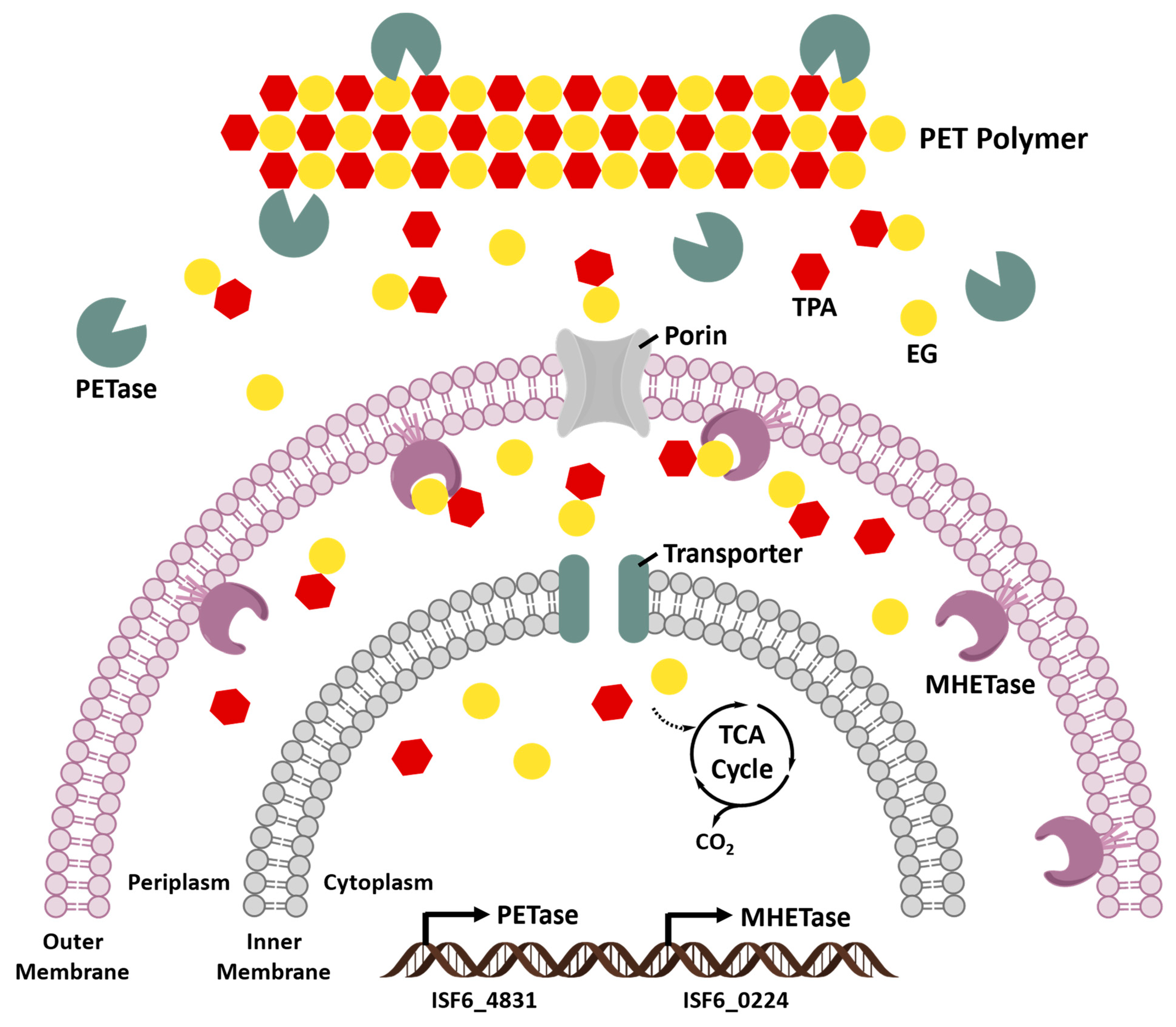 Bioengineering 09 00098 g006
