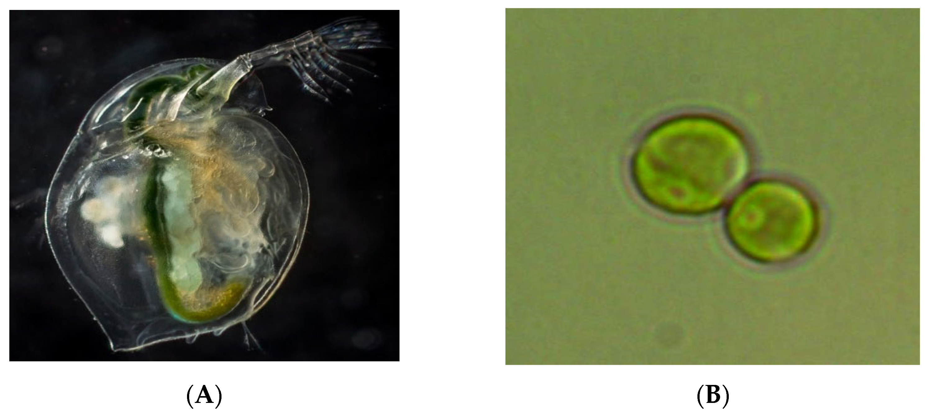 Bioengineering 09 00113 g001