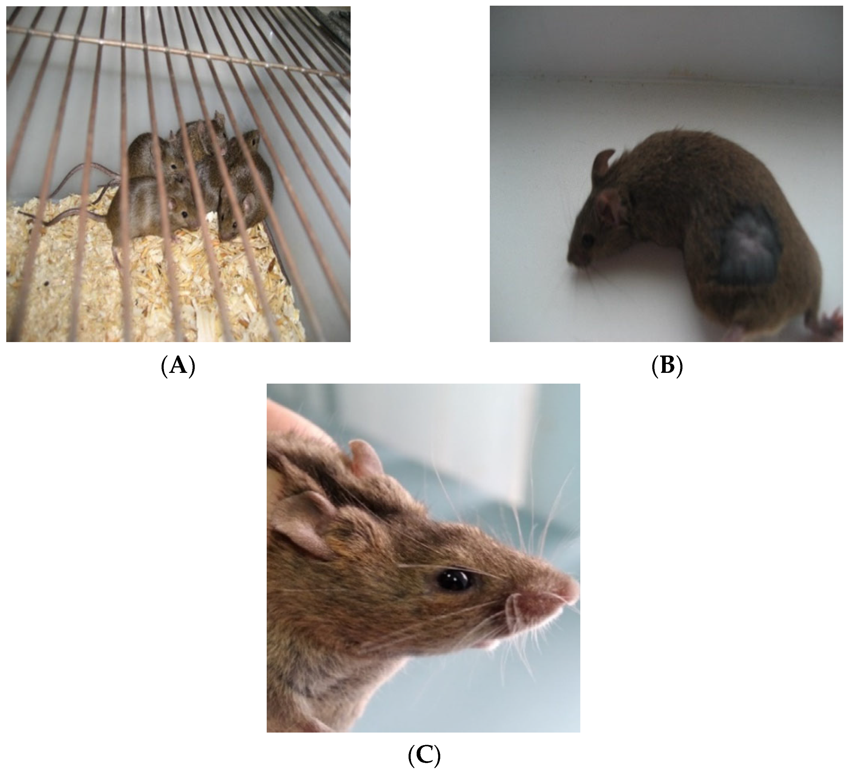 Bioengineering 09 00113 g003