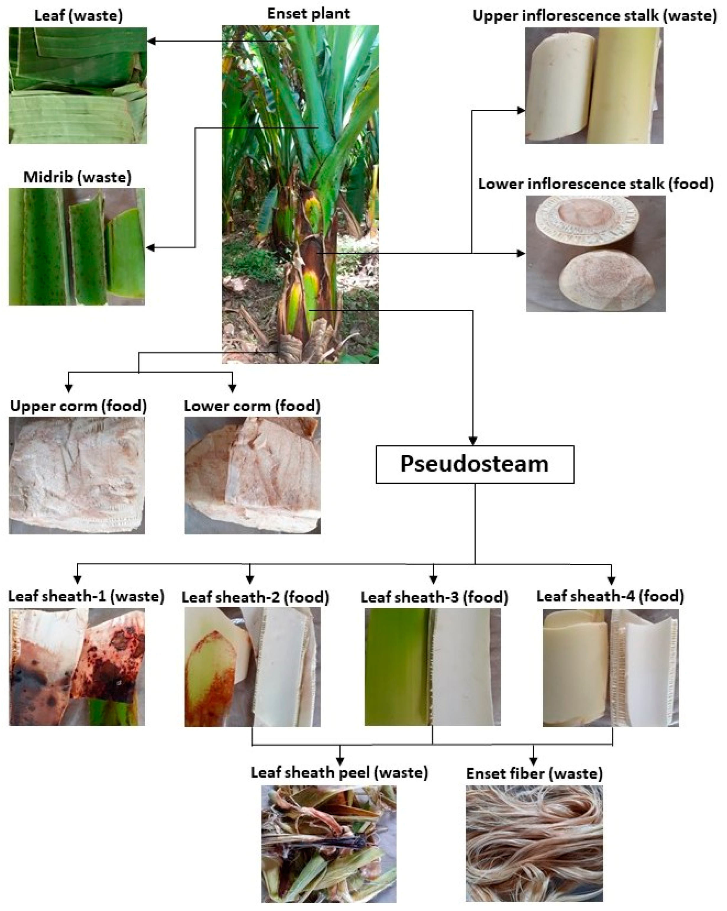 Bioengineering 09 00133 g001