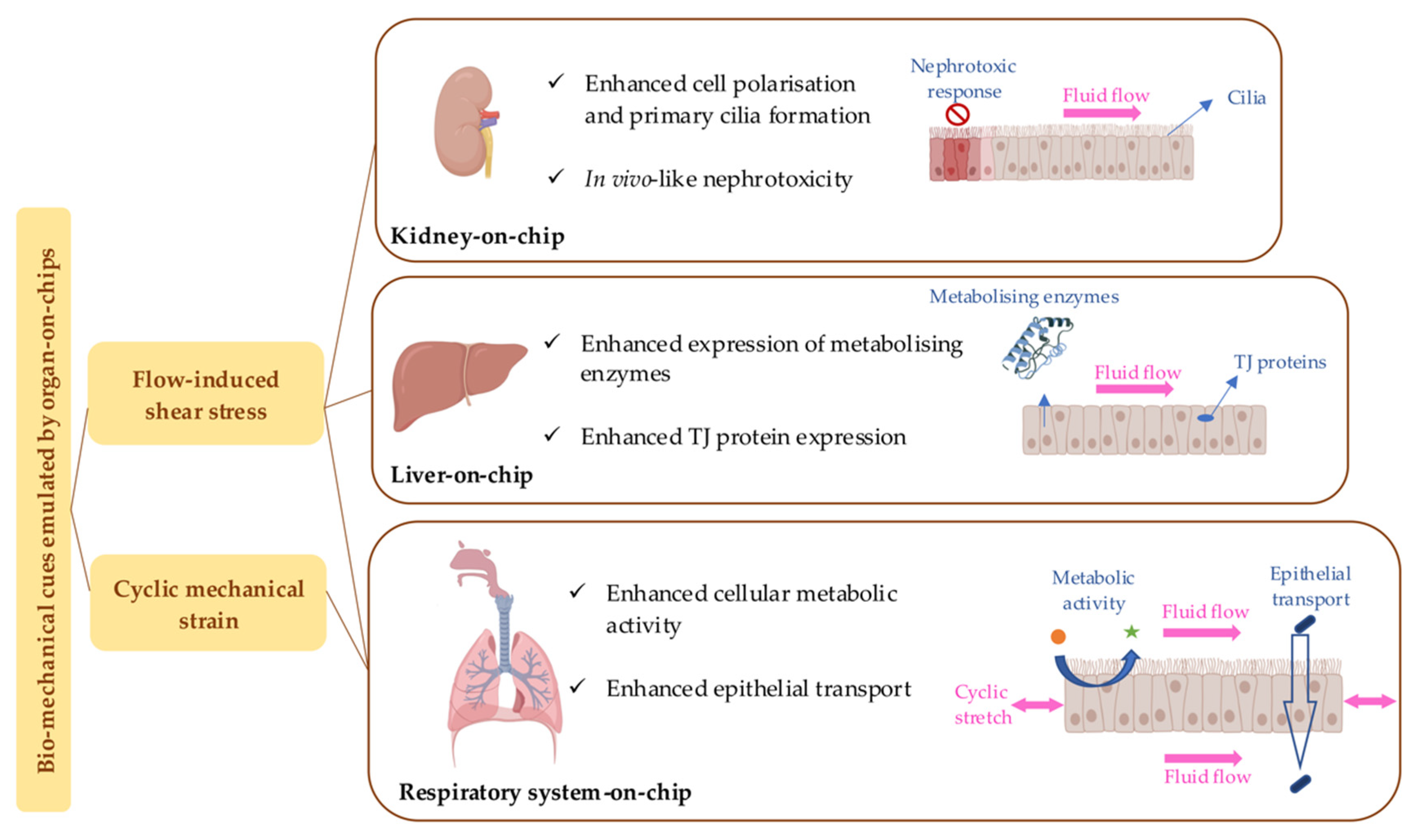 Bioengineering 09 00150 g002