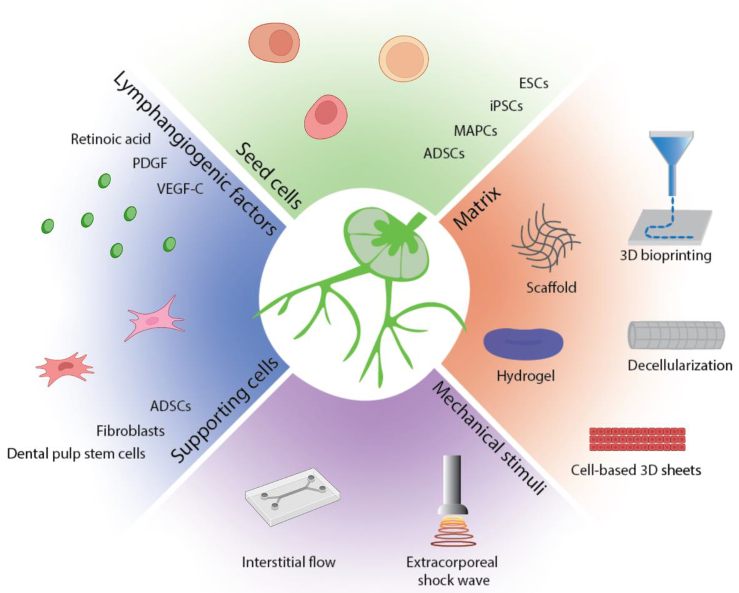 Bioengineering 09 00162 g002