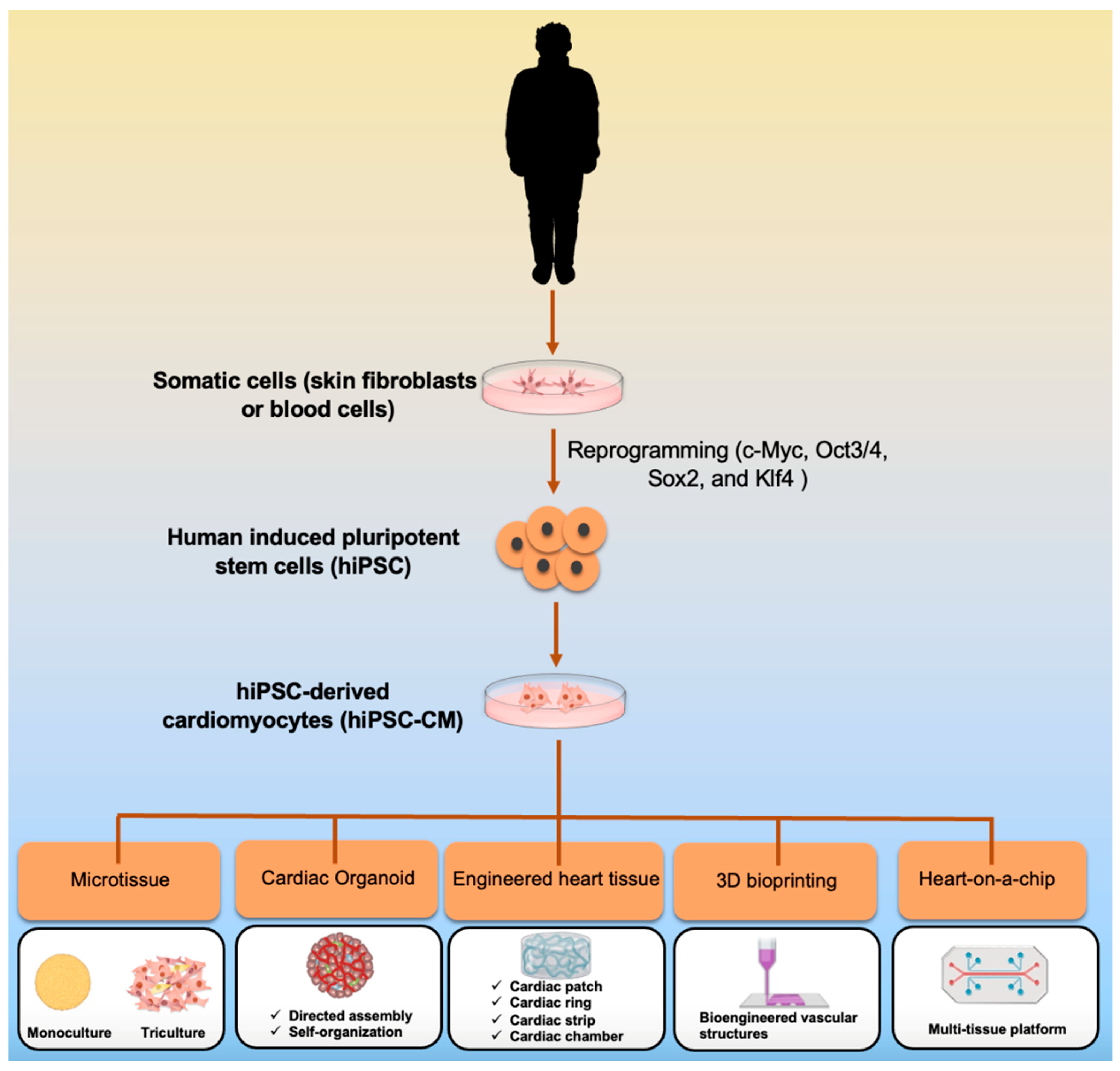 Bioengineering 09 00168 g001