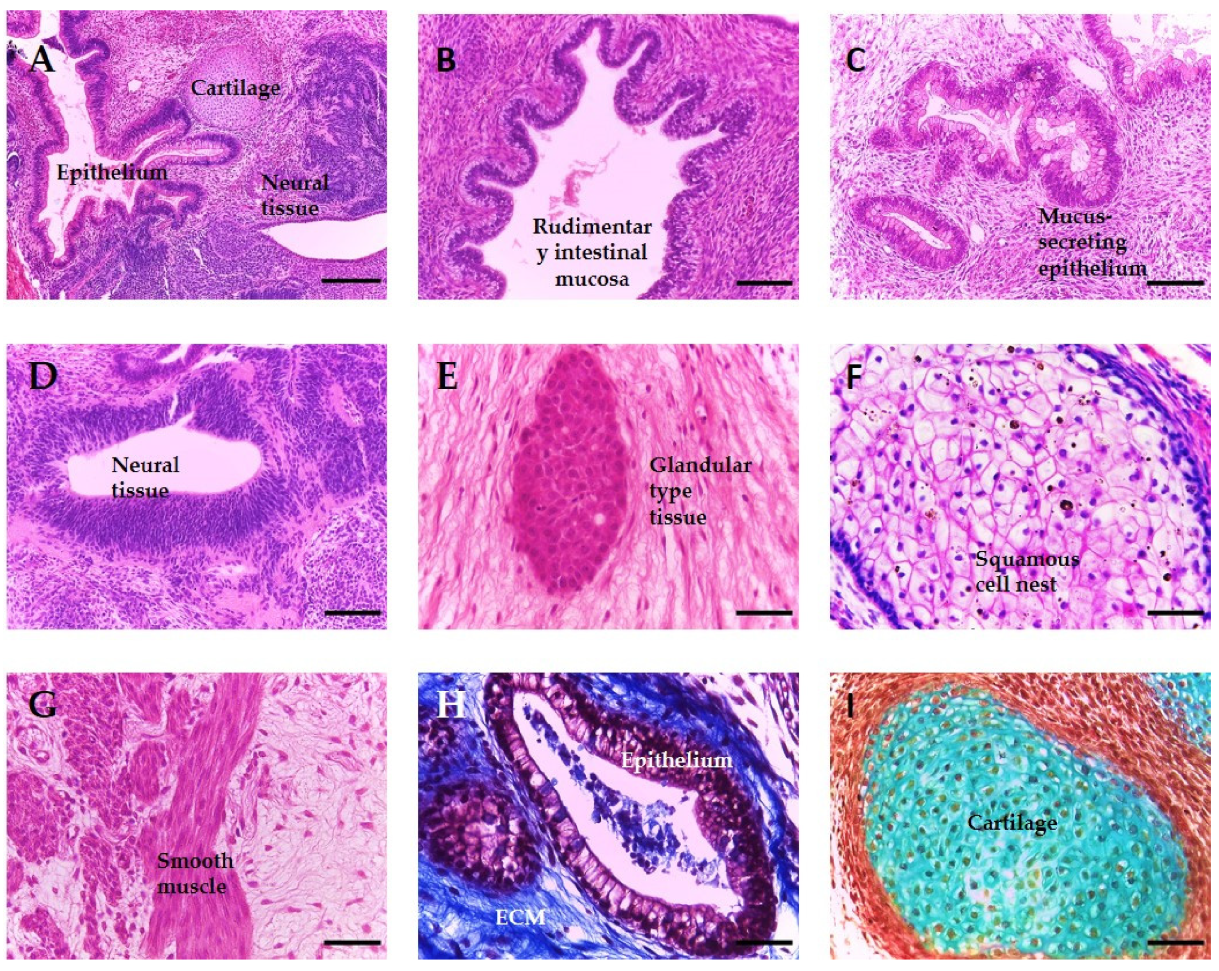 Bioengineering 09 00185 g001 Bioengineering 09 00185 g001