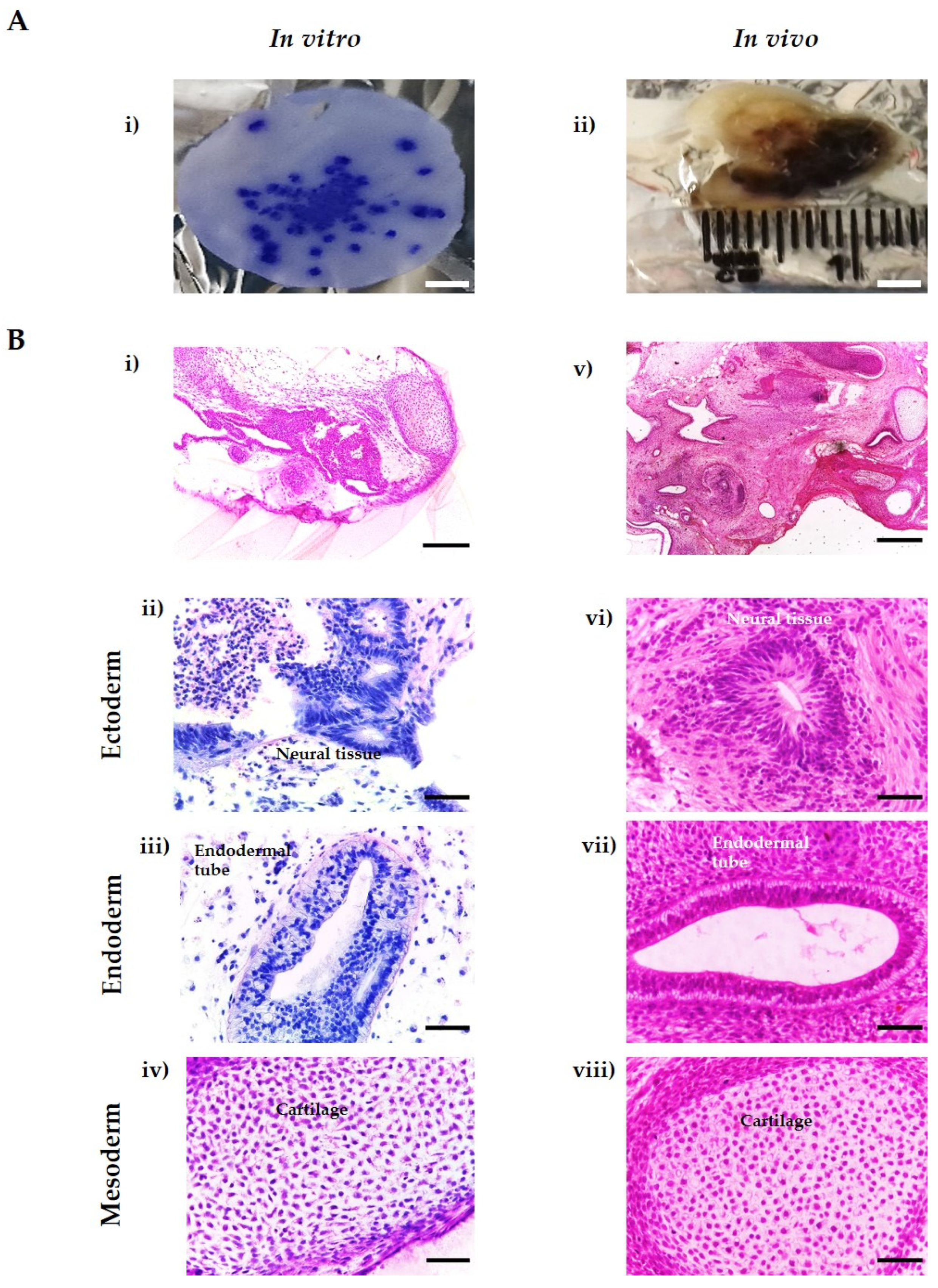 Bioengineering 09 00185 g005 Bioengineering 09 00185 g005