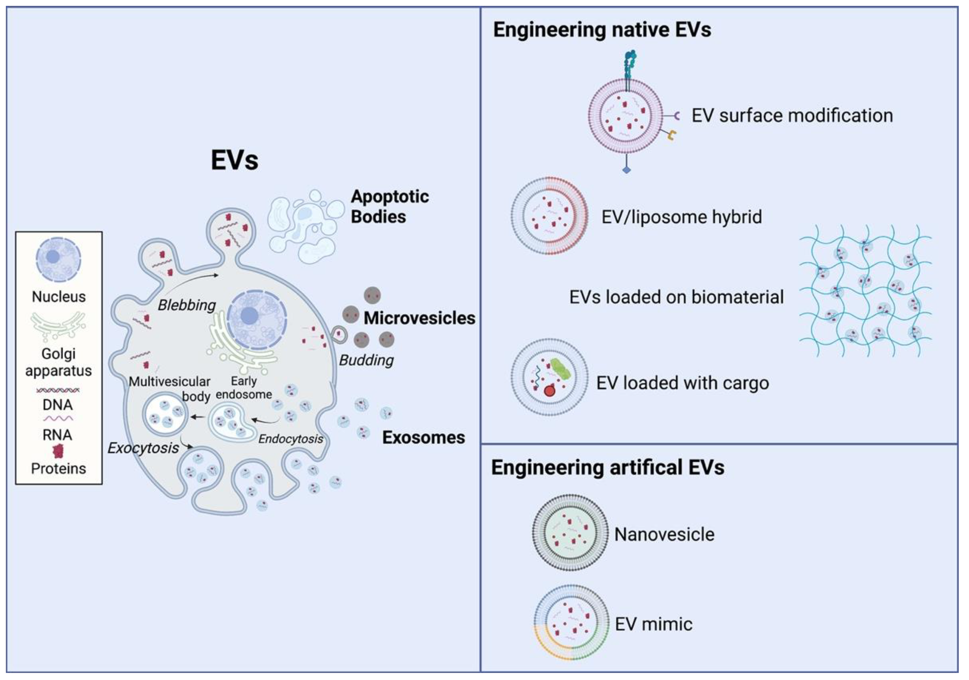 Bioengineering 09 00202 g003