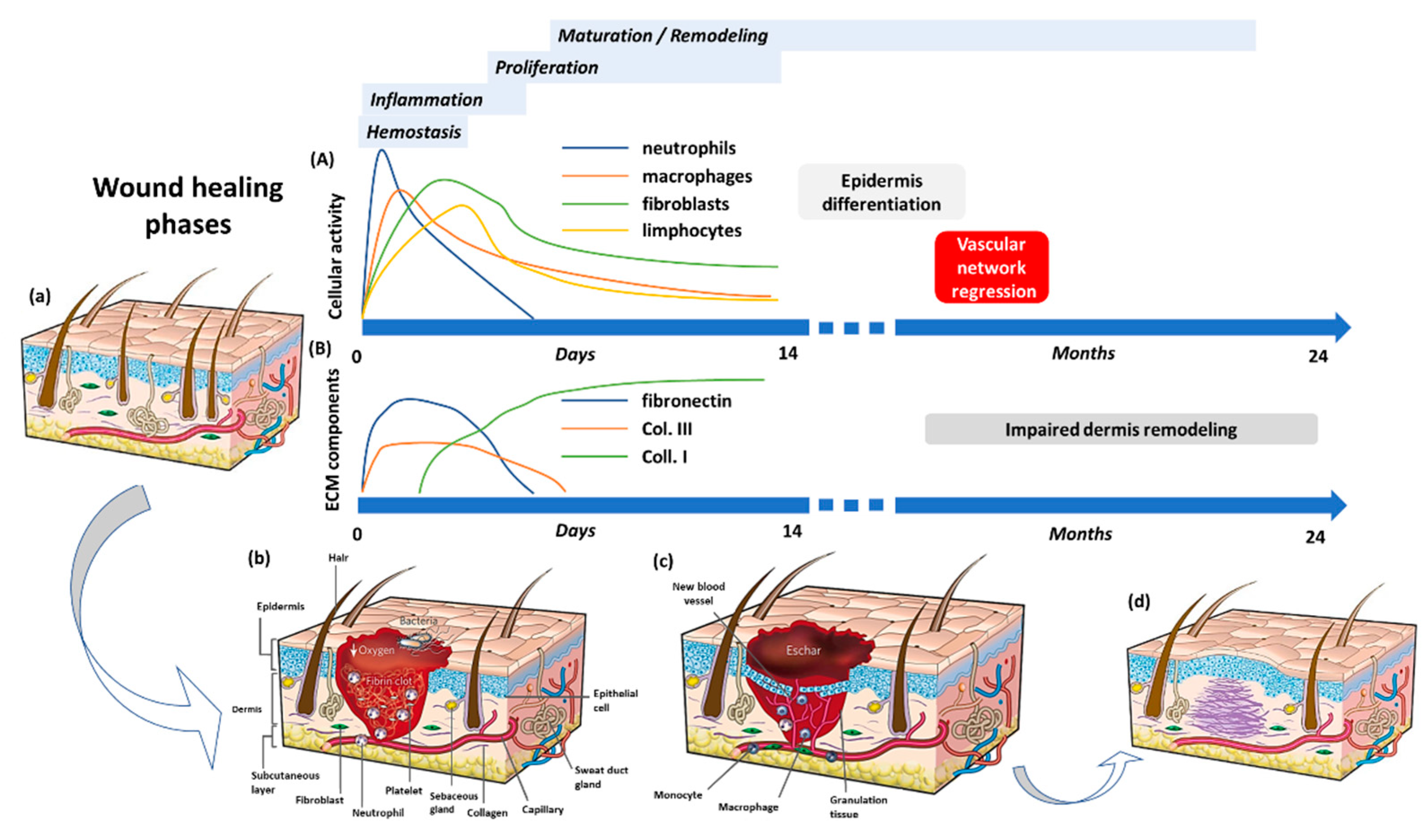 Bioengineering 09 00233 g001