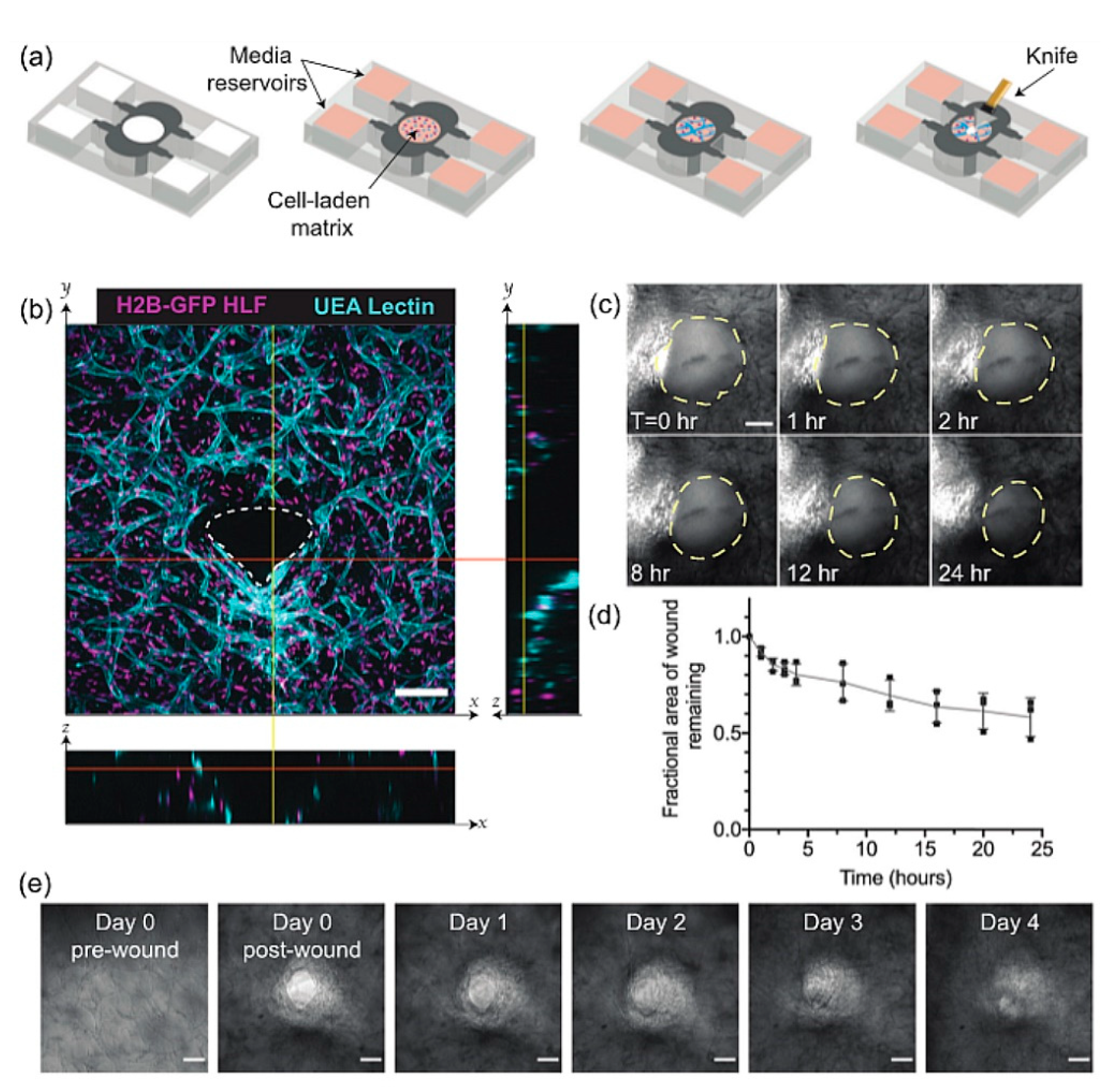 Bioengineering 09 00233 g003