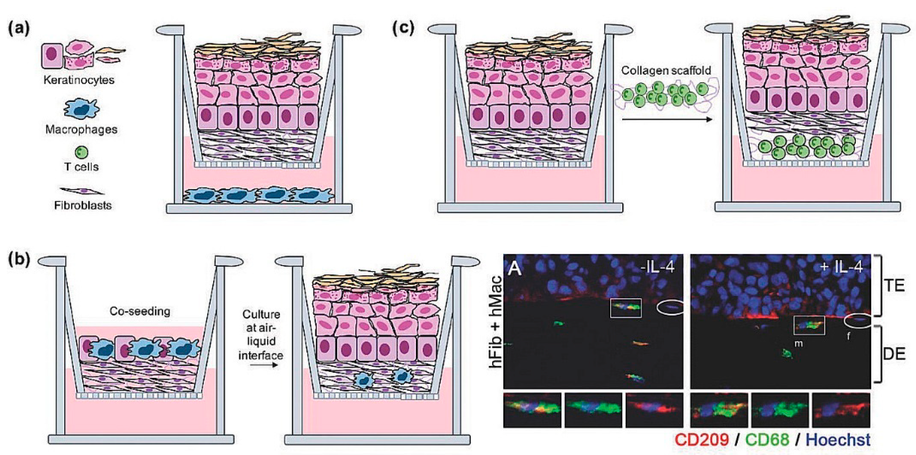 Bioengineering 09 00233 g006